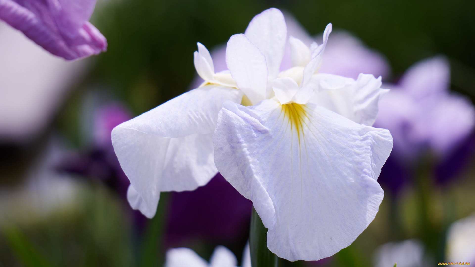 цветы, ирисы, макро, цветок, лепестки, нежность, ирис