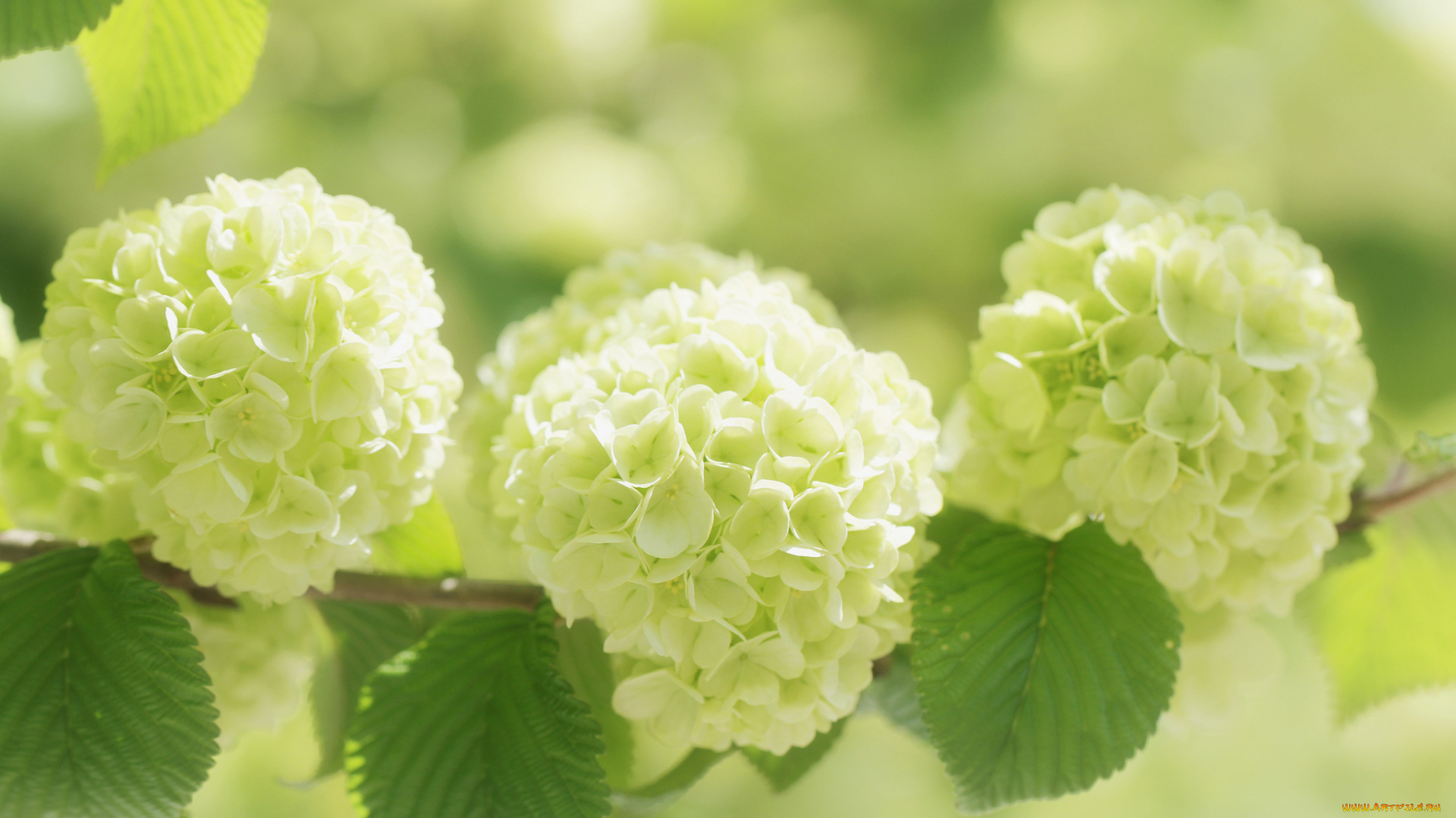 цветы, калина, , бульдонеж, калина, бульденеж, белые, шары, ветка, соцветия, макро