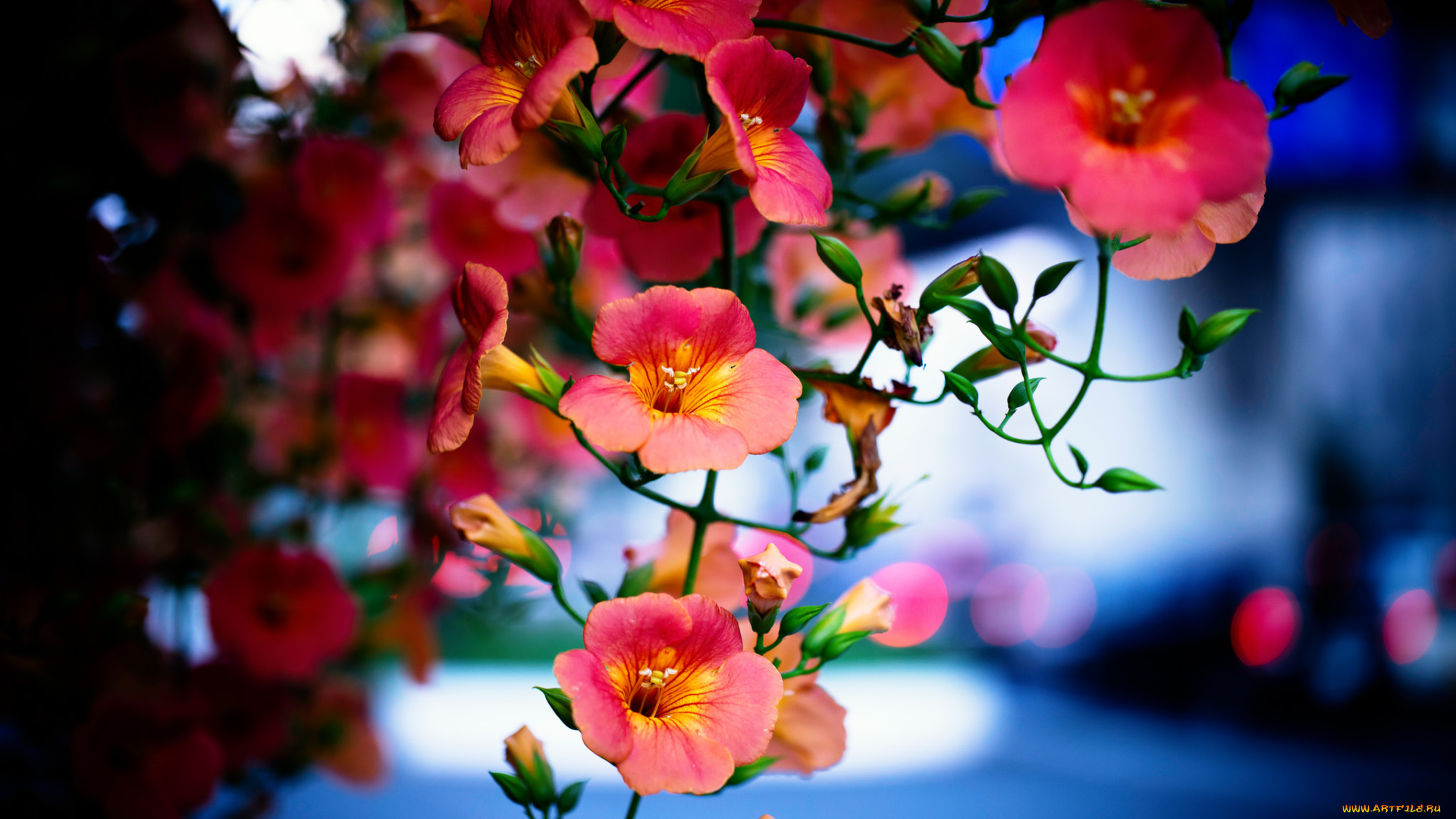 цветы, кампсис, , текома, бутончики, лиана, кампсис, укореняющийся