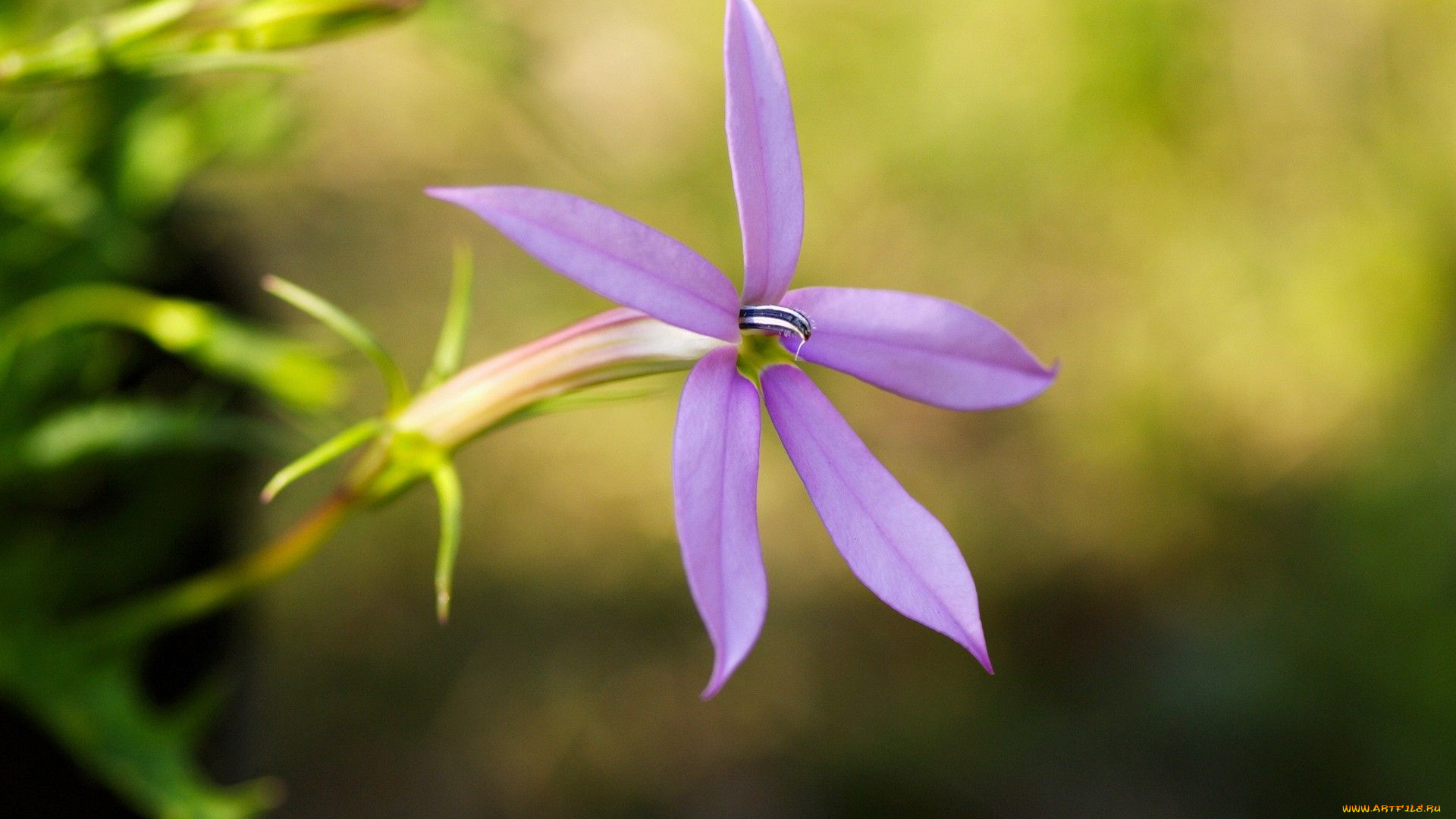 цветы, лепестки