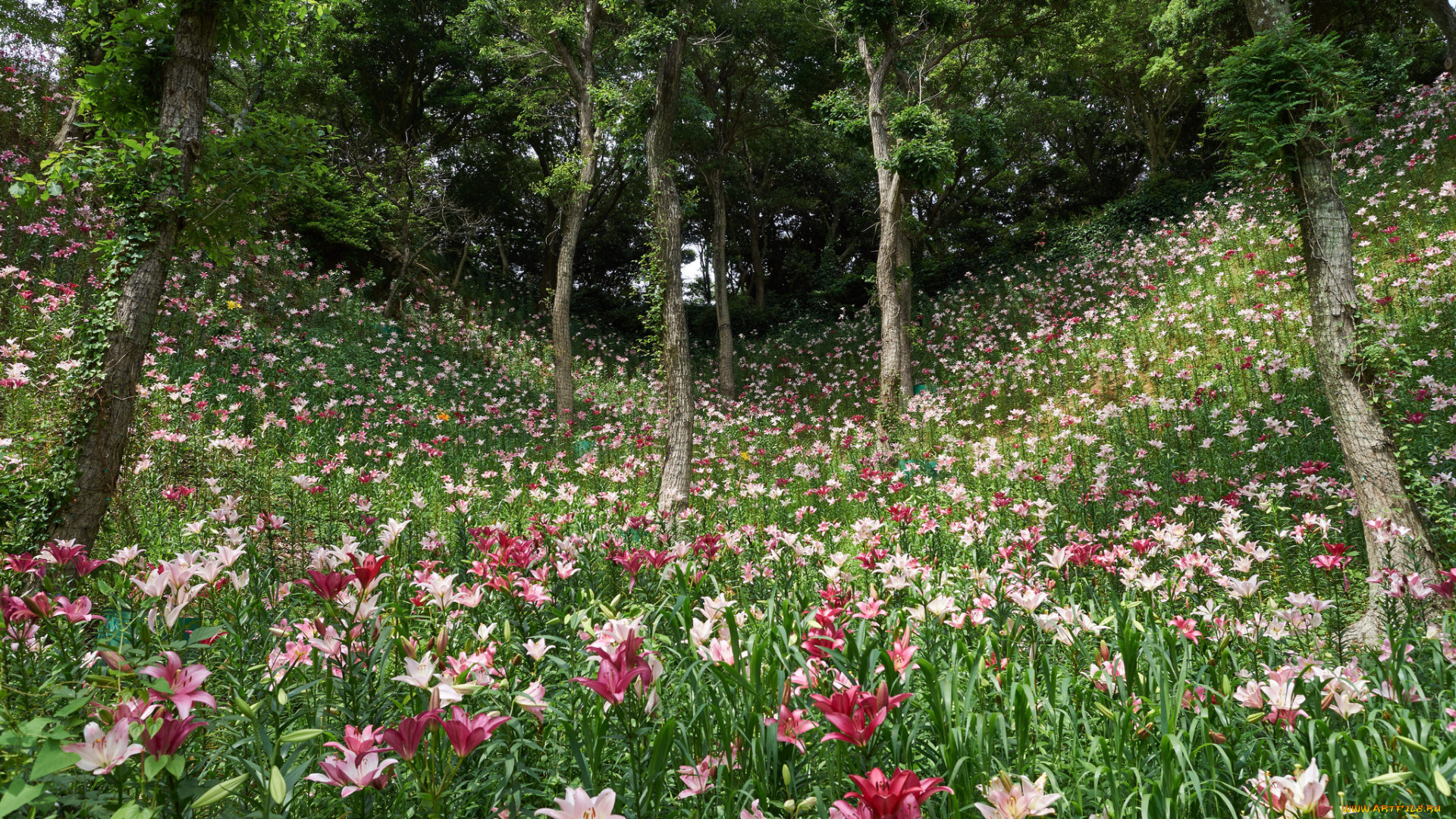 цветы, лилии, , лилейники, деревья, лес