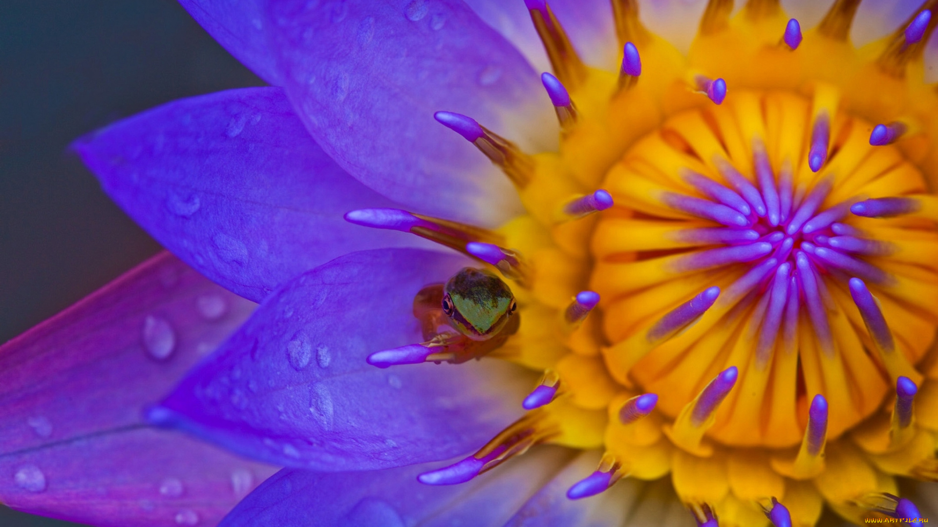 цветы, лилии, водяные, , нимфеи, , кувшинки, макро, лепестки, кувшинка, лягушонок, лягушка, нимфея, водяная, лилия