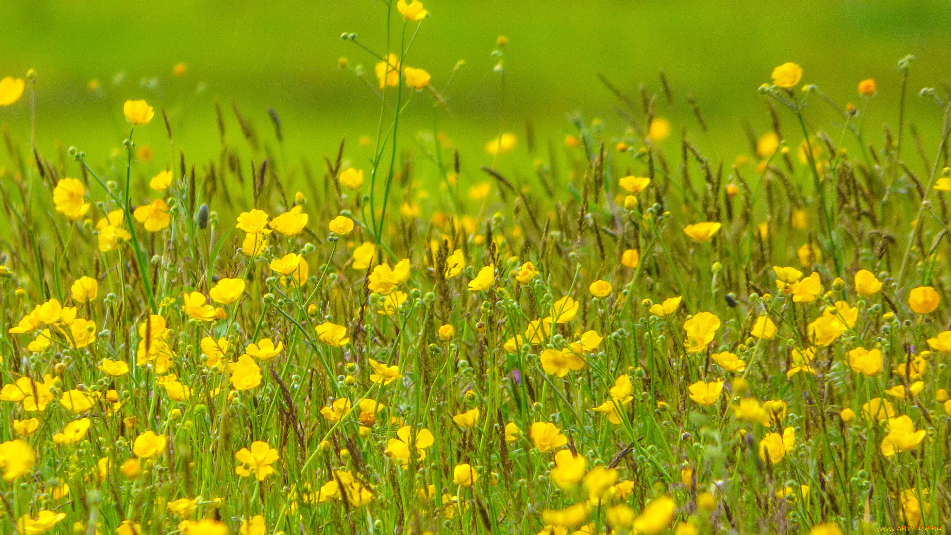цветы, луговые, , полевые, , цветы, растения, трава, луг, поле
