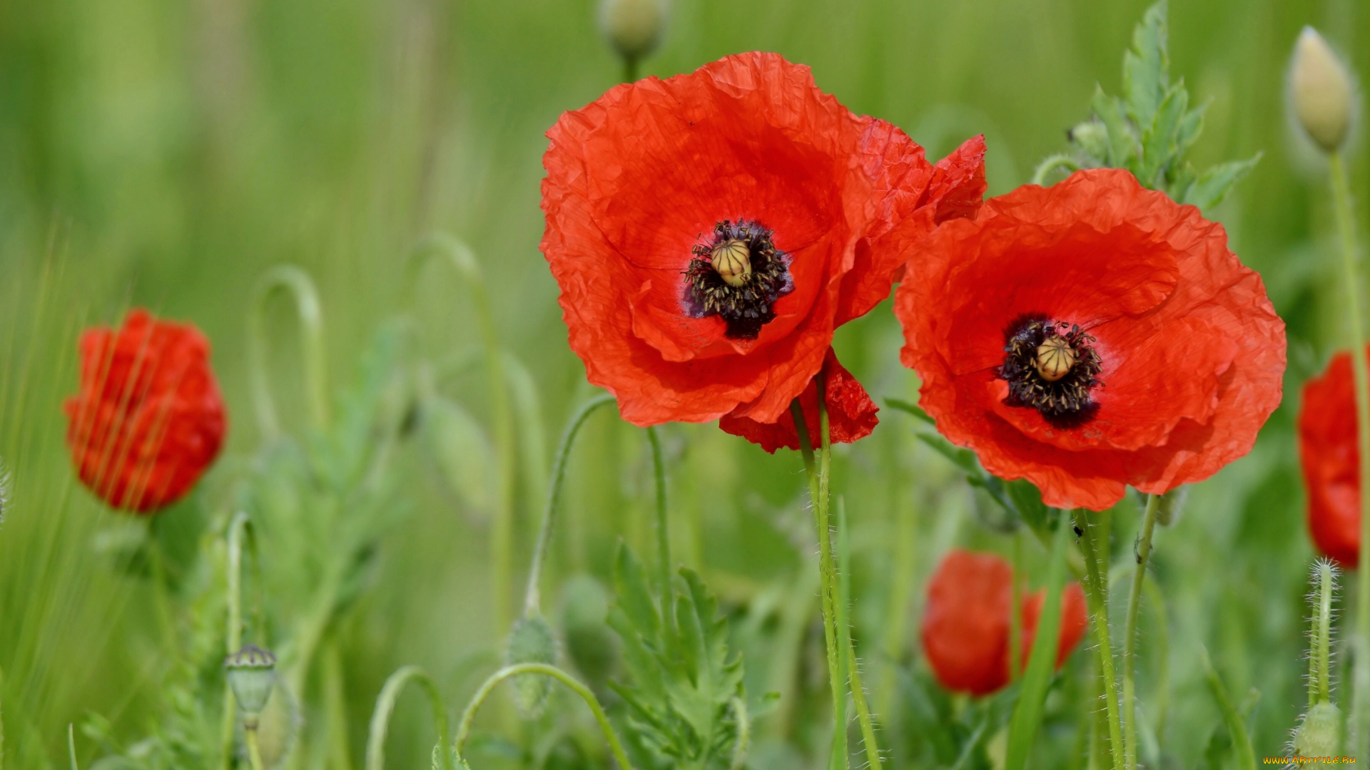 цветы, маки, бутончики, макро, поле