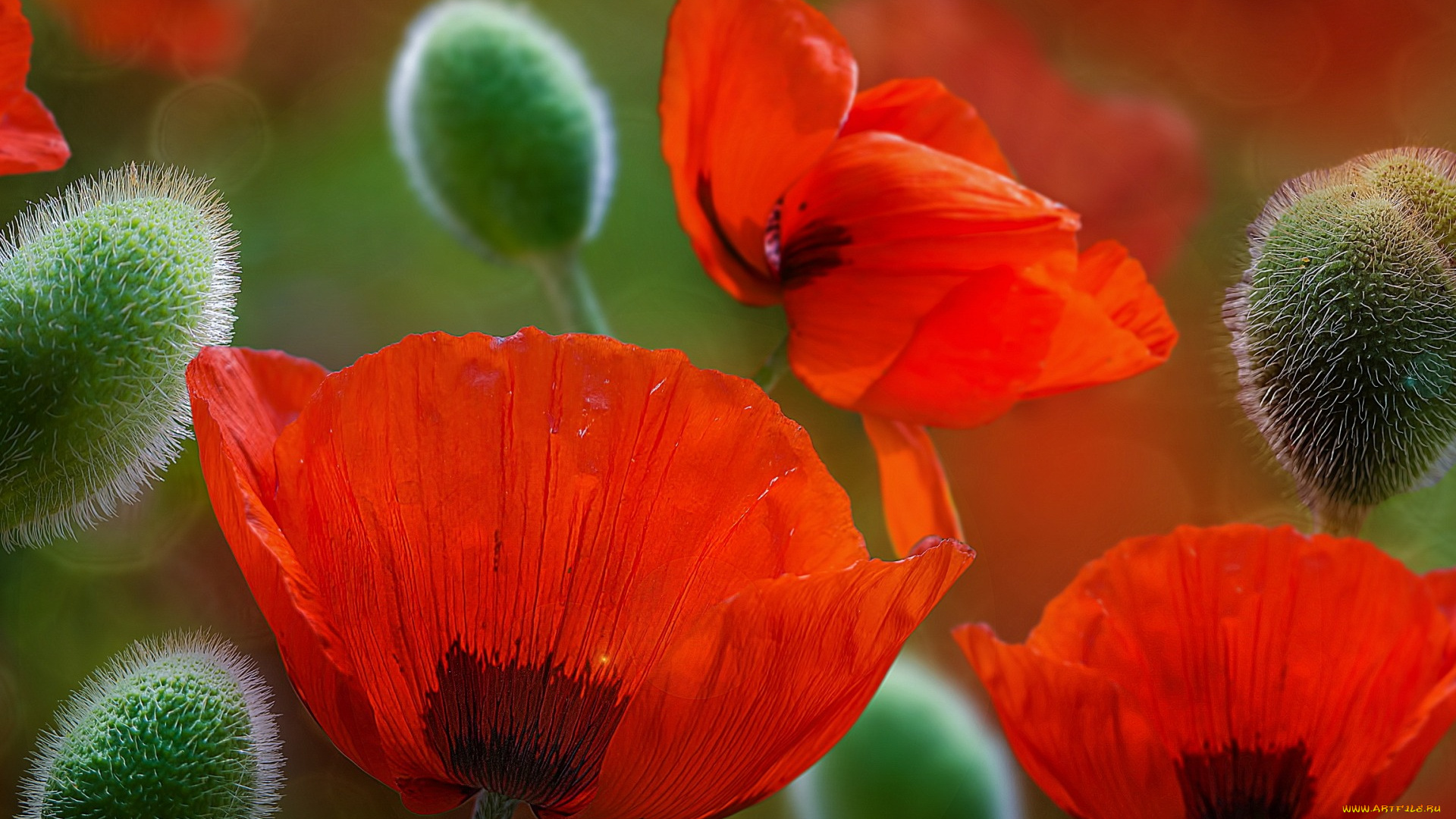 цветы, маки, фон