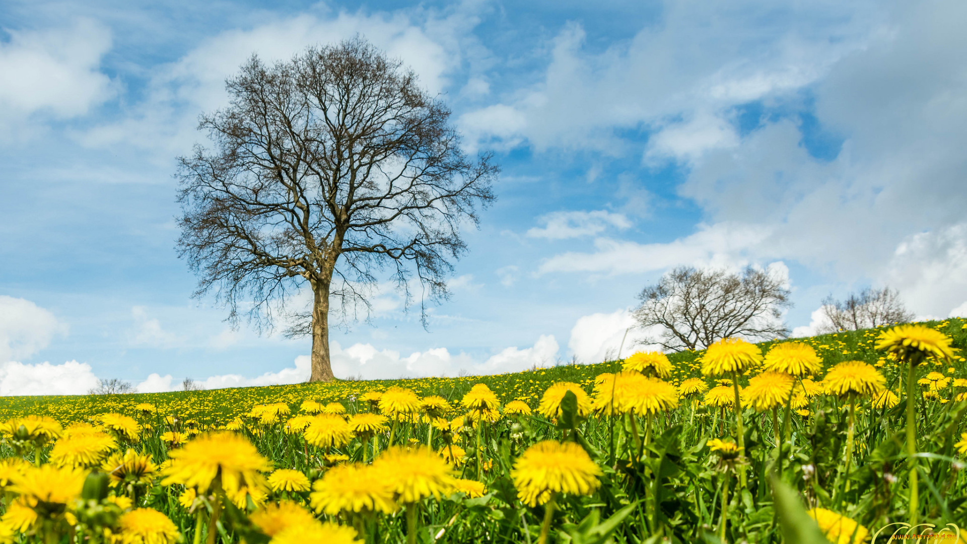 цветы, одуванчики, луг, дерево, пейзаж, облака, небо