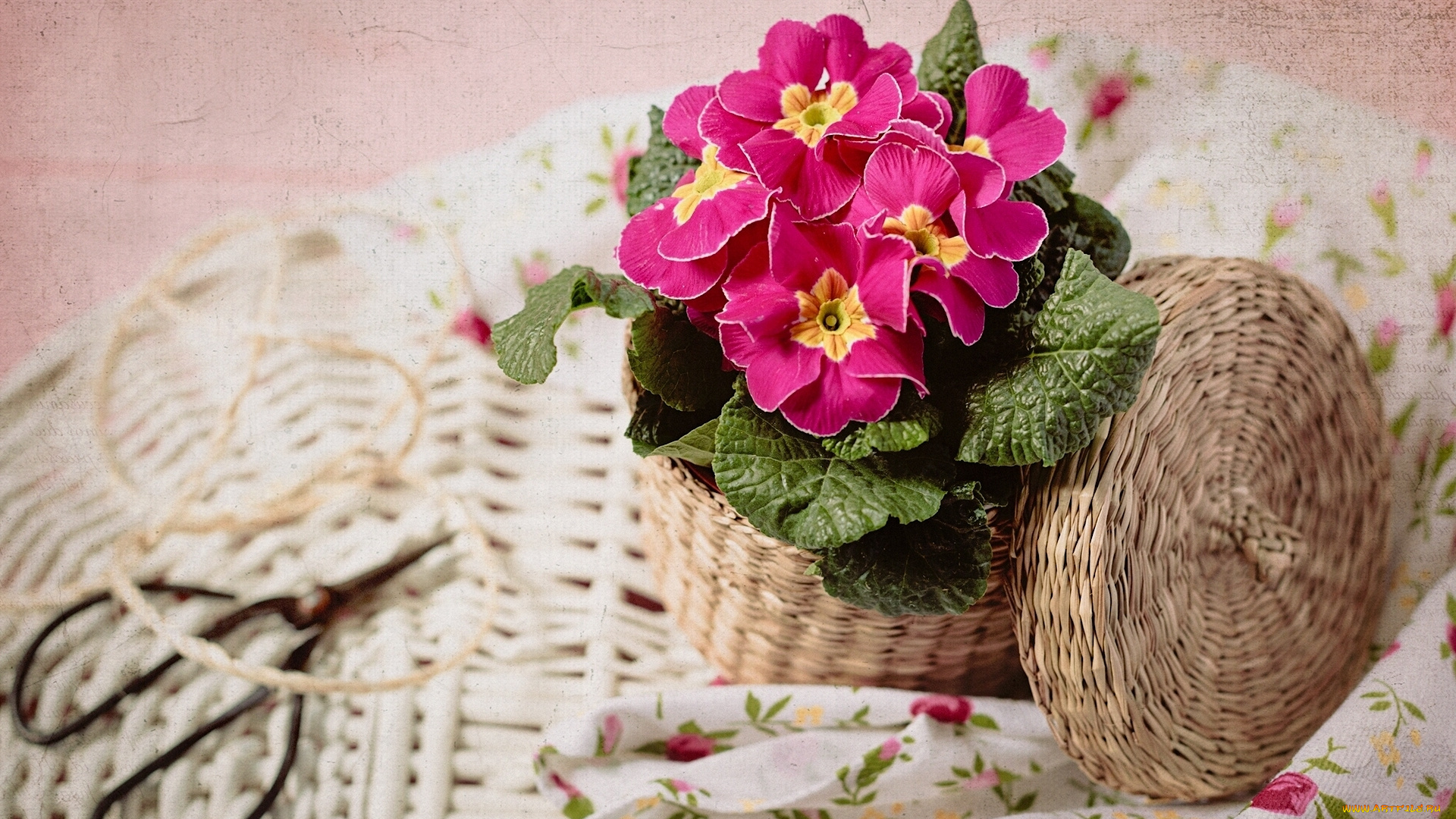 цветы, примулы, первоцвет, примула, корзинка, ножницы, текстура