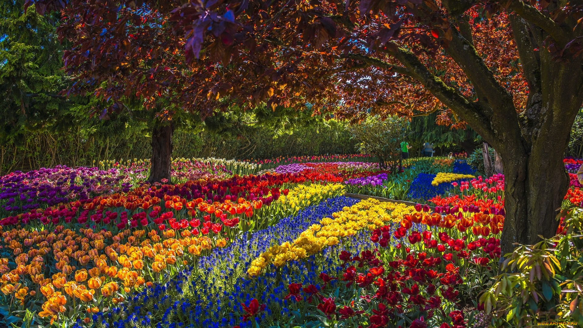 цветы, разные, вместе, парк, тюльпаны, деревья