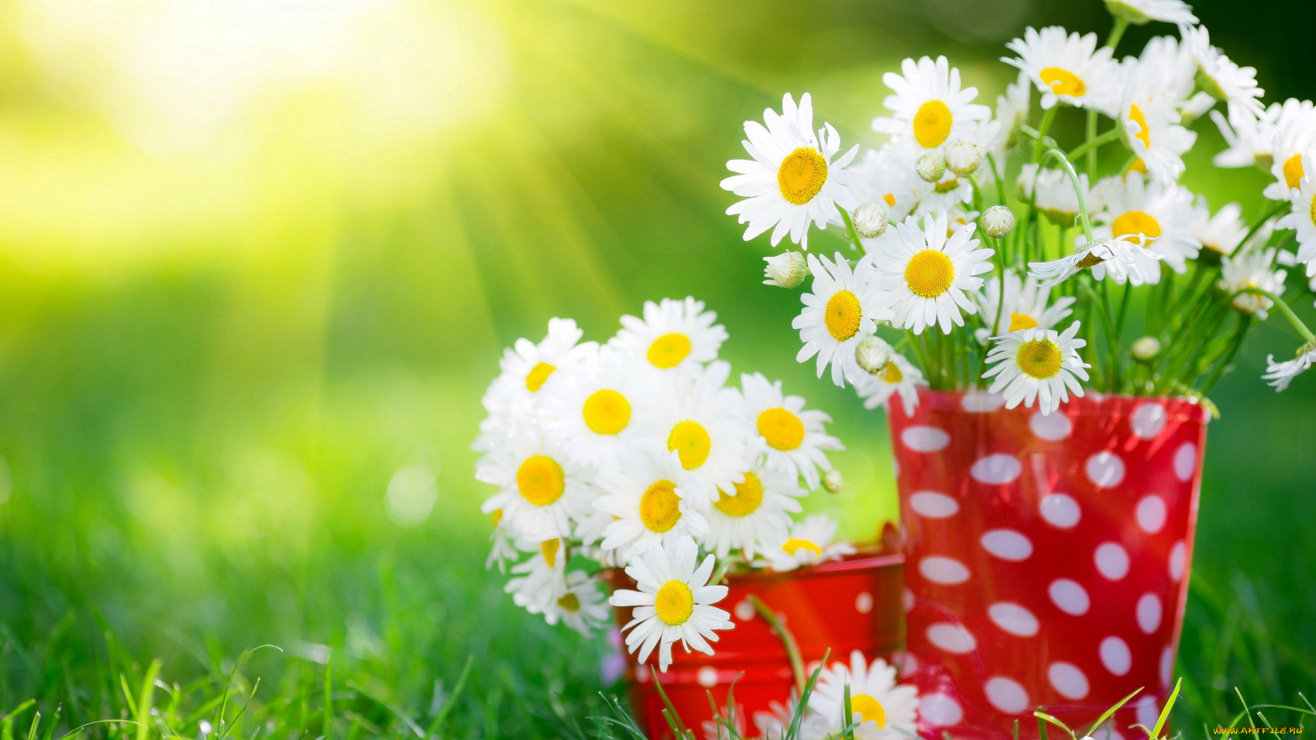 цветы, ромашки, белый