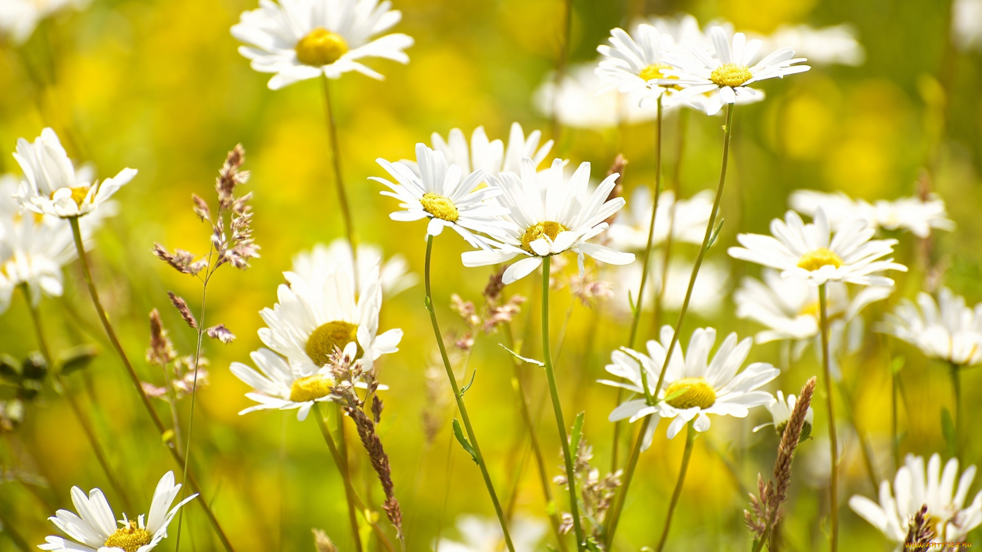 цветы, ромашки, солнечно, луг, лето