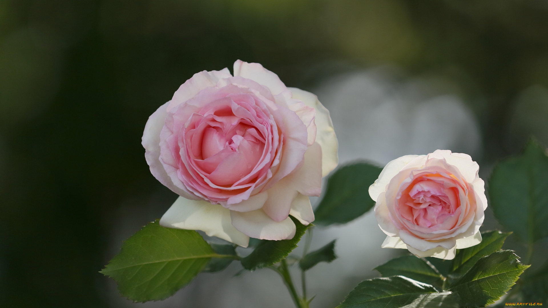 цветы, розы, бутоны, макро