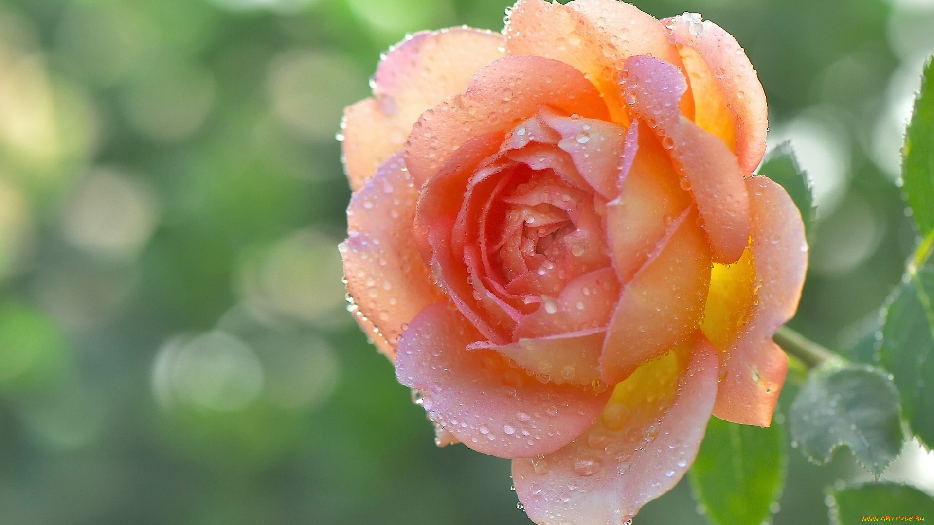 цветы, розы, капли, лепестки, бутон, роза, макро, роса