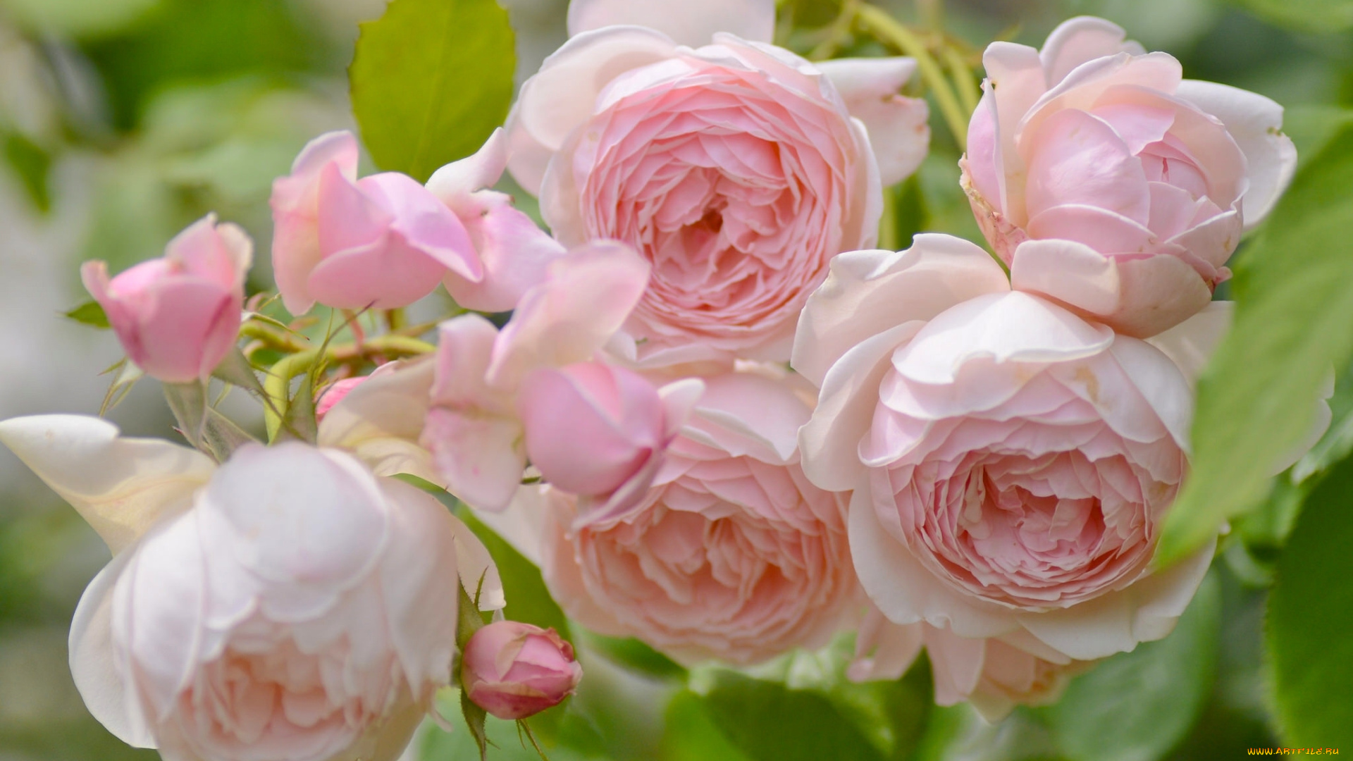 цветы, розы, макро, нежность, бутоны