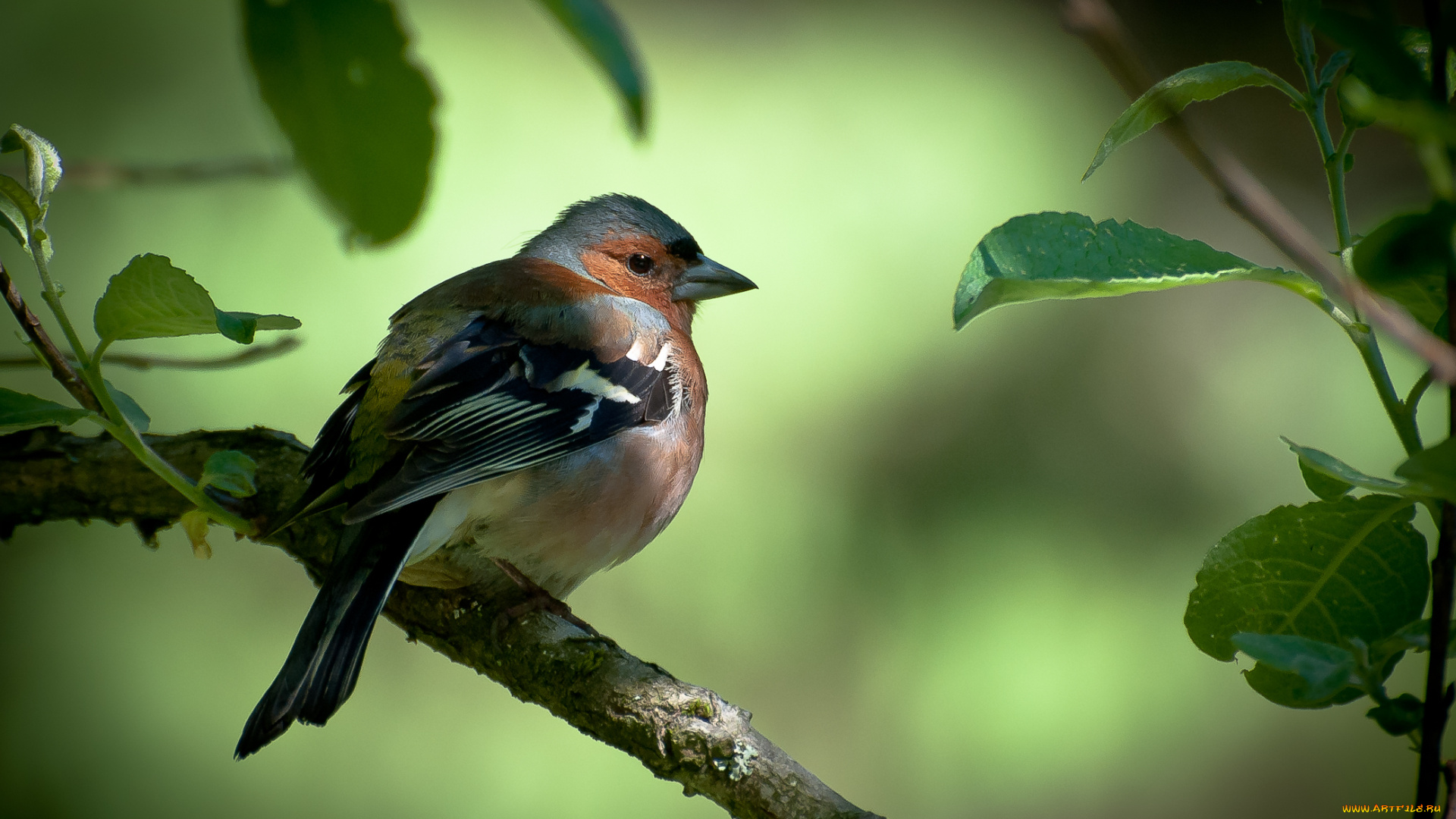 животные, амадины, , зяблики, , астрильды, листья, ветка, зяблик, дерево, птица