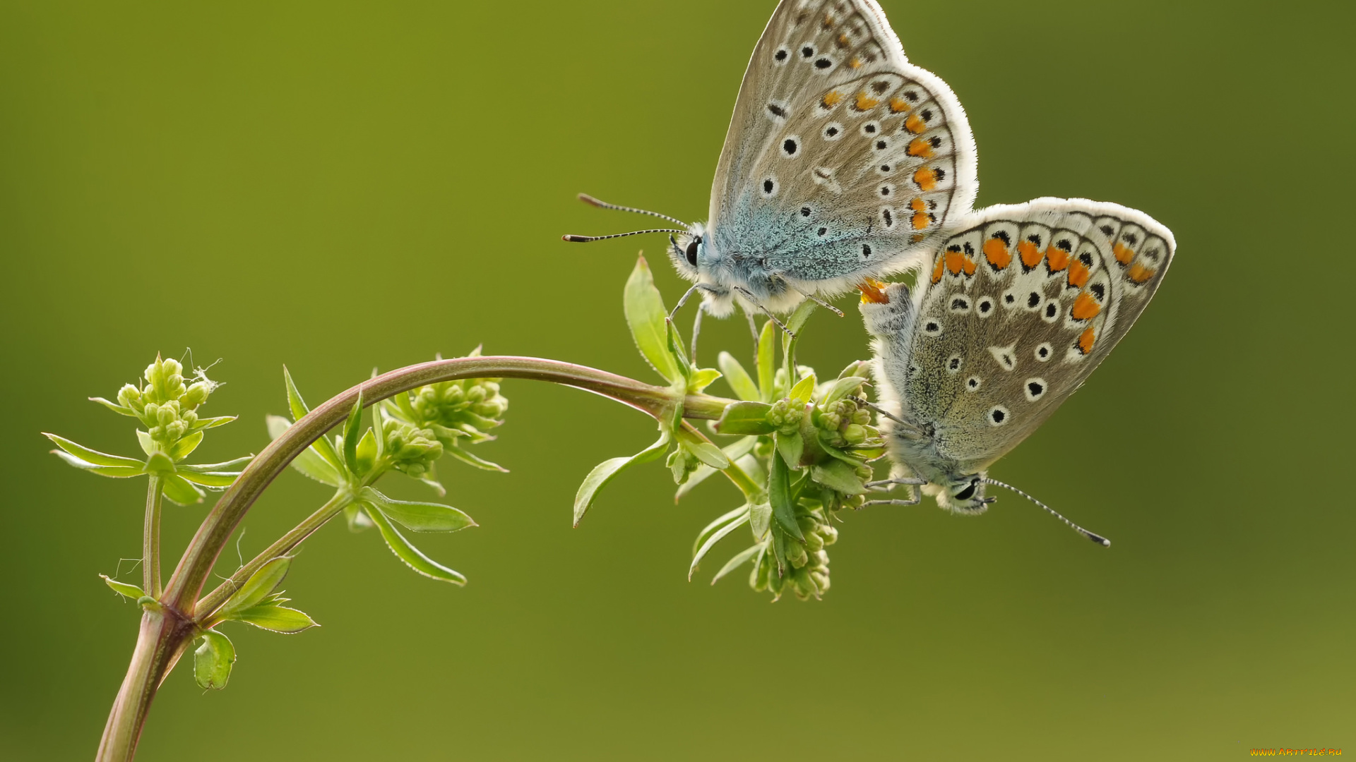 животные, бабочки, , мотыльки, , моли, утро, фон, макро, насекомые, травинка, бабочка