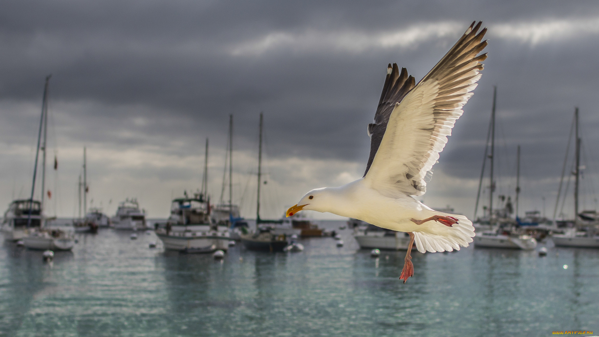 животные, Чайки, , бакланы, , крачки, остров, санта-каталина, pacific, ocean, california, gulf, of, santa, catalina, island, чайка, птица, суда, яхты, тихий, океан, калифорния, залив