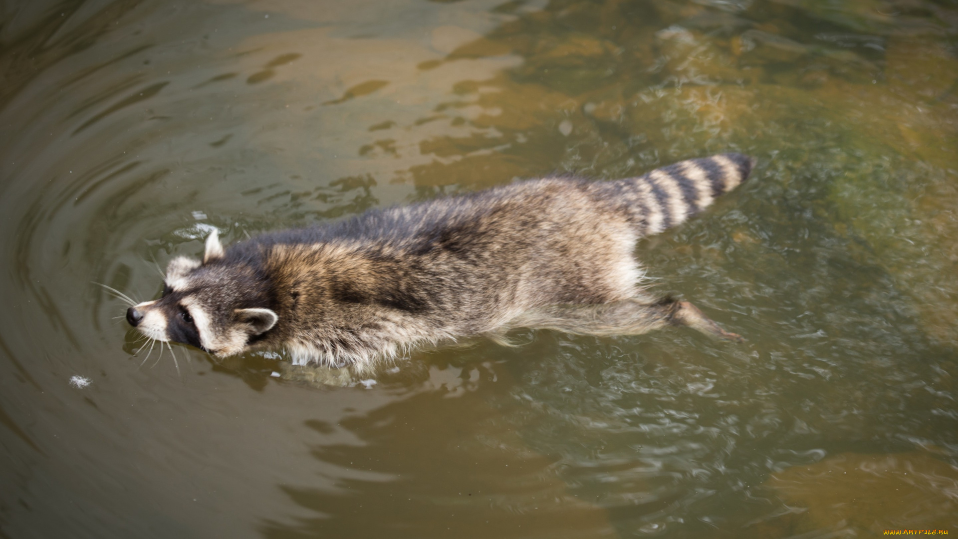 животные, еноты, водоём, вода, енот, плывёт, купание