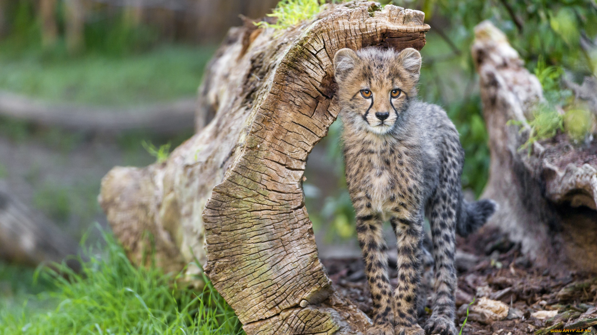 животные, гепарды, котёнок, детёныш, трава, коряга, кошка, гепард