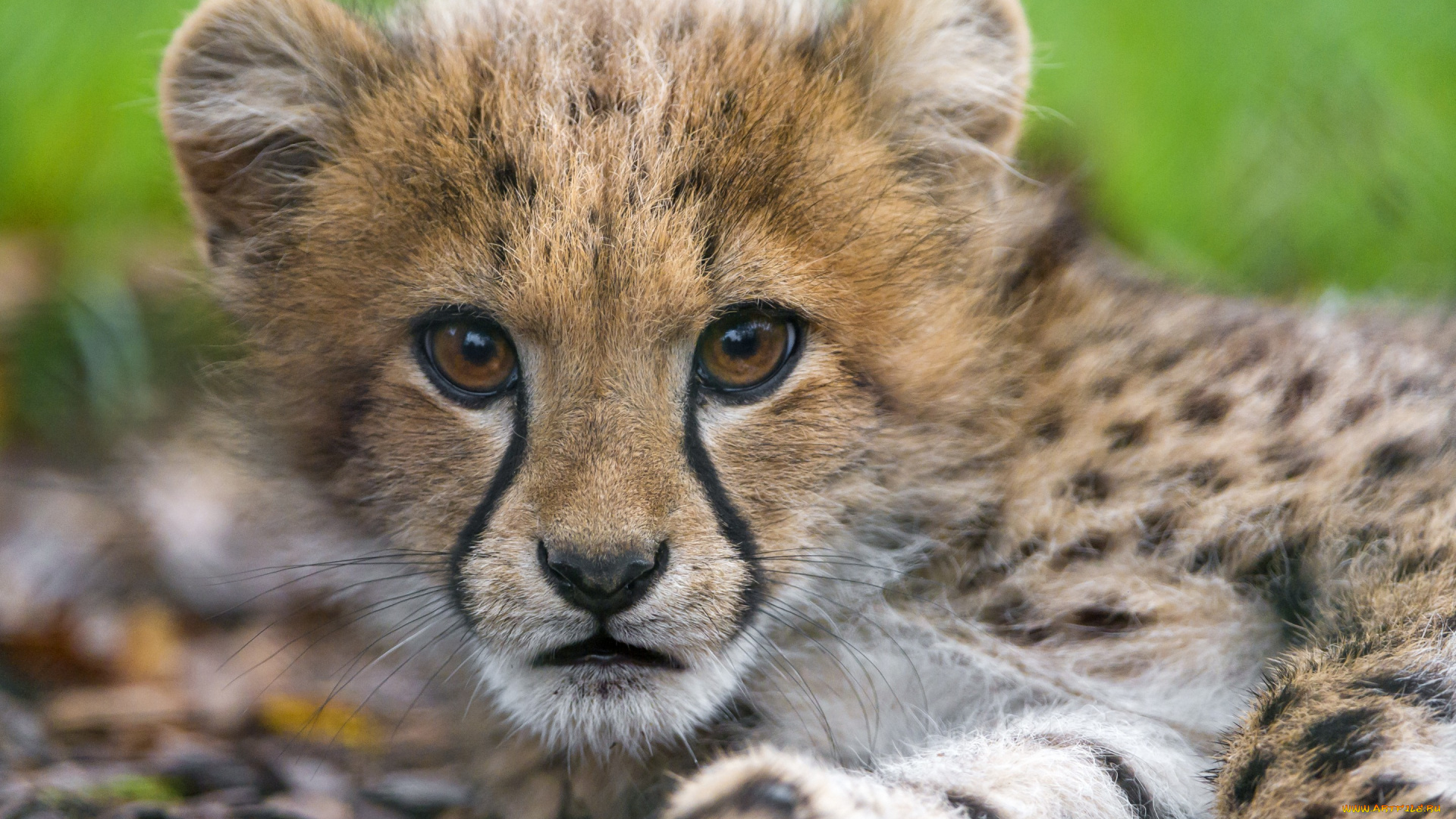 животные, гепарды, котёнок, детёныш, взгляд, морда, кошка, гепард