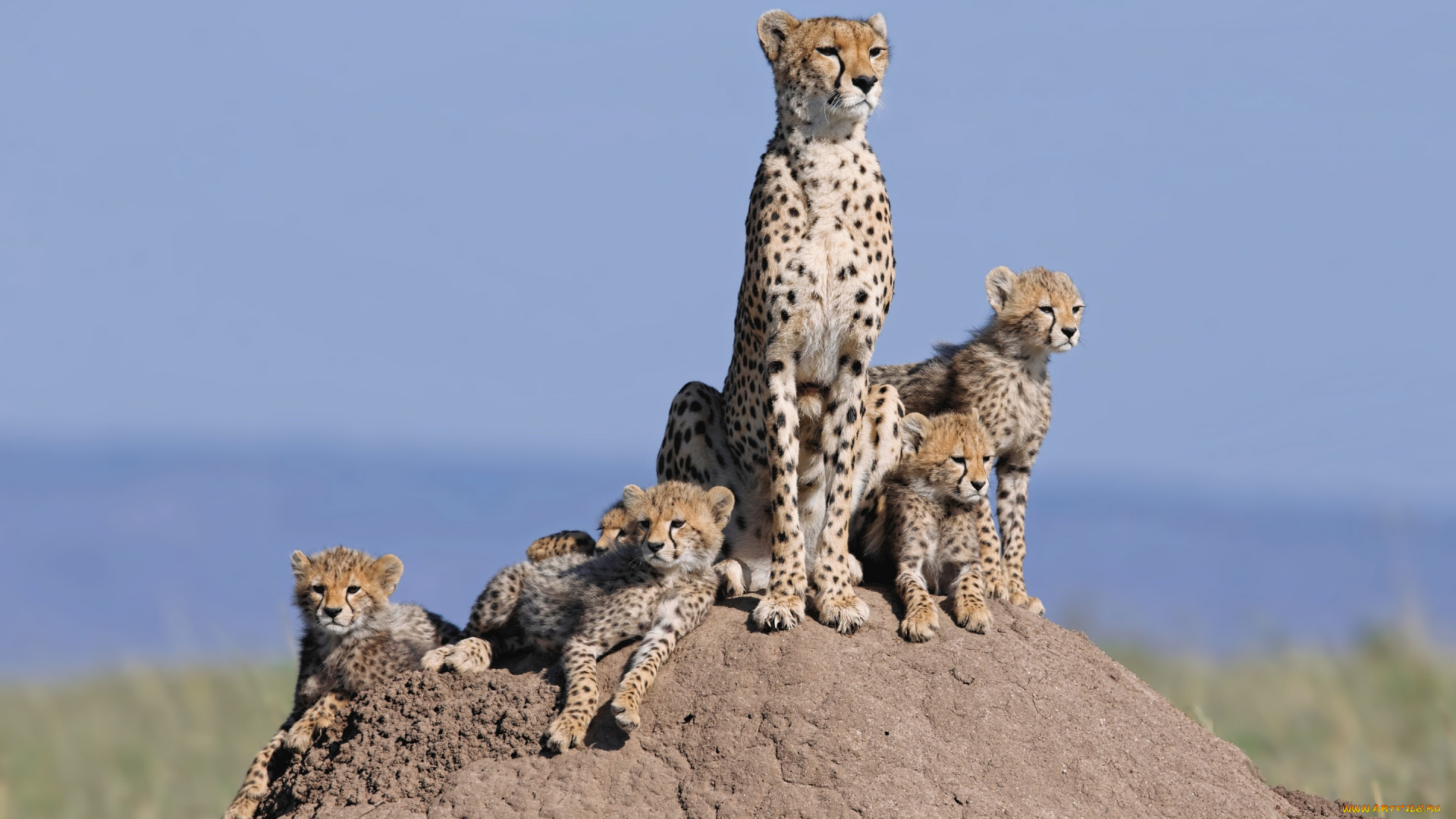животные, гепарды, семейство, кошки, детёныши, холм, семья