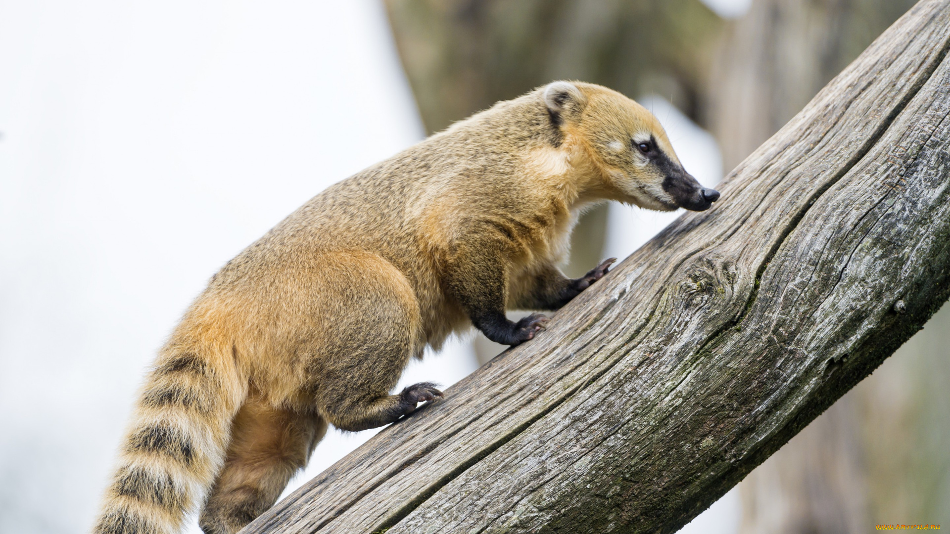 животные, коати, , носухи, бревно, профиль, носуха, коати