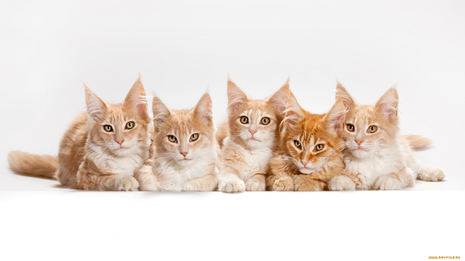 животные, коты, белый, фон, котята, кот, кошки, мейн-кун