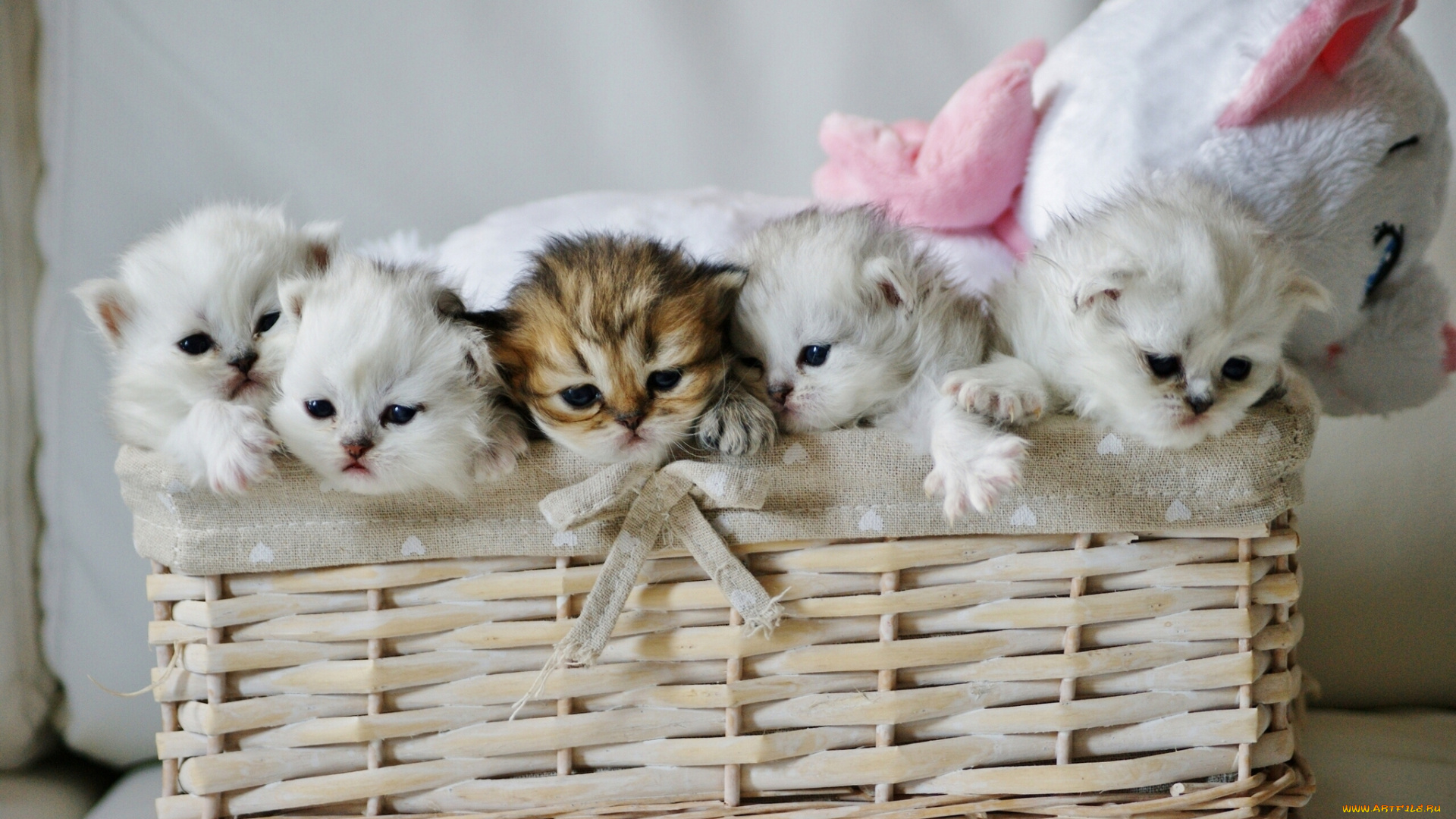 животные, коты, котята, плюшевый, мишка, игрушка, корзина, малыши