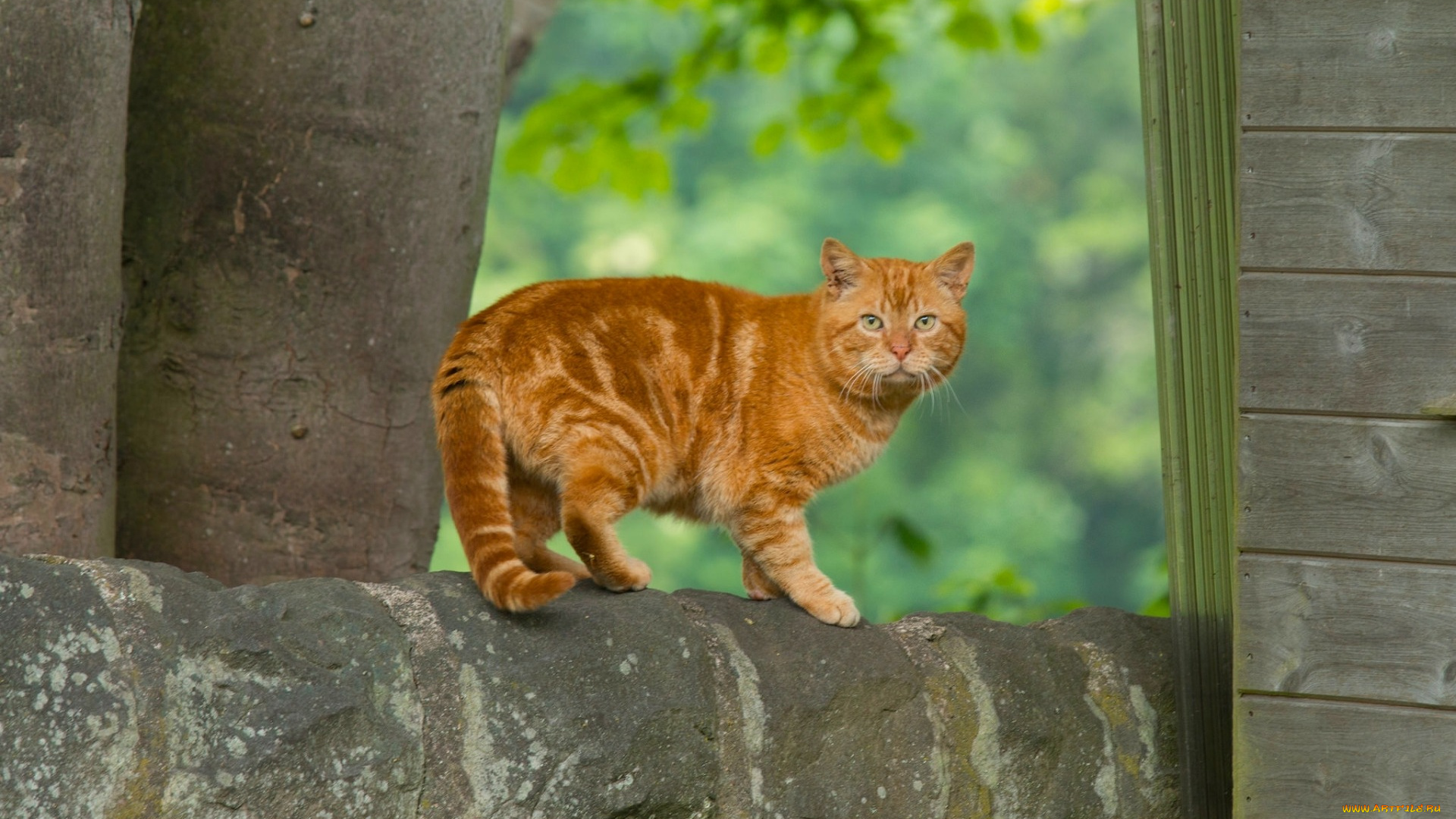 животные, коты, взгляд, рыжий, кот