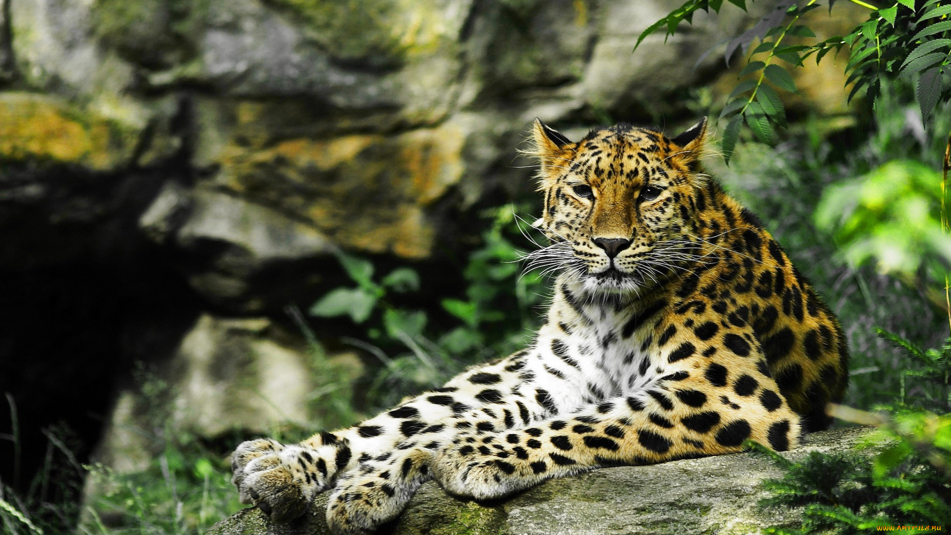 животные, леопарды, хищник, дикая, кошка, взгляд, леопард