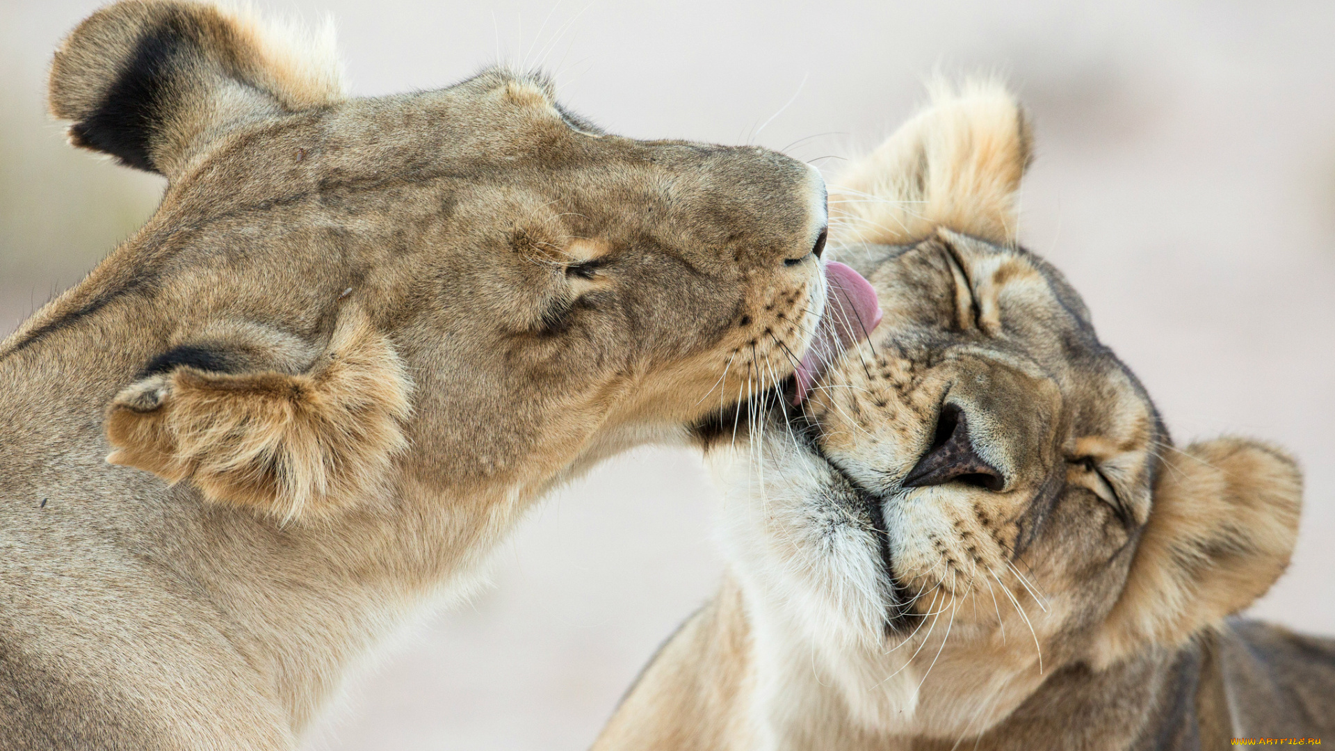 животные, львы, облизывает, чувства, нежность, малыши, львята, лев
