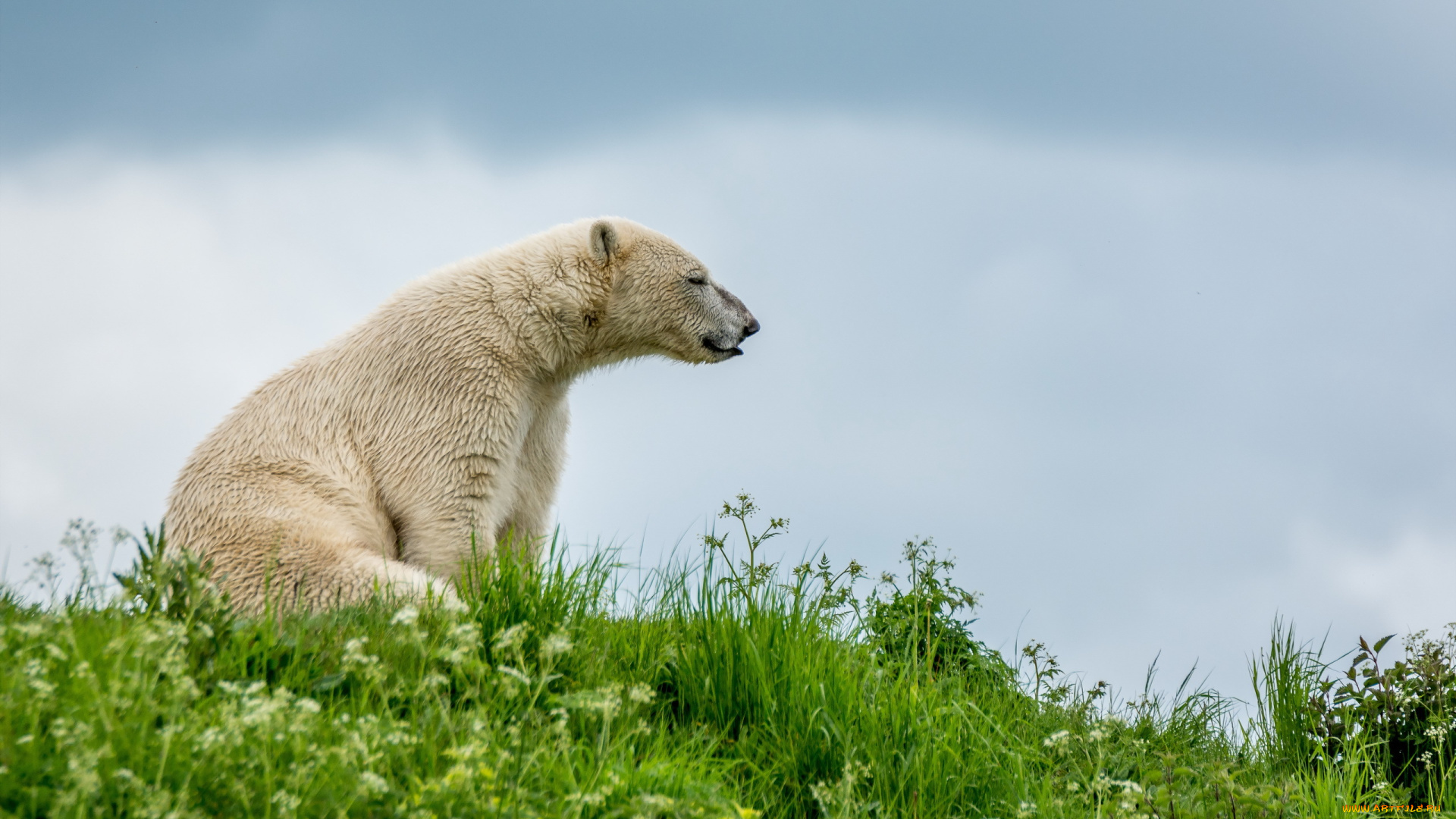 животные, медведи, сидит, трава, медведь, белый, отдых