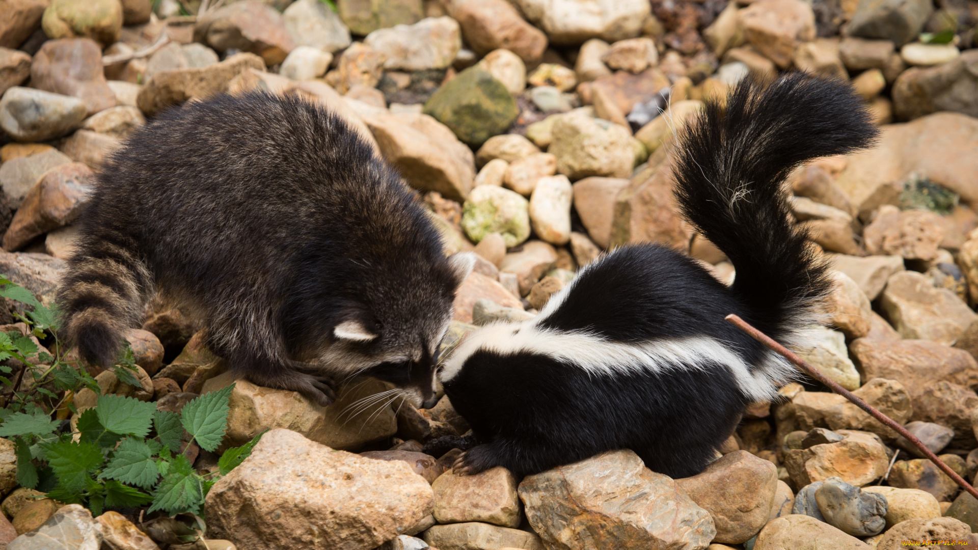 животные, разные, вместе, камни, друзья, скунс, енот