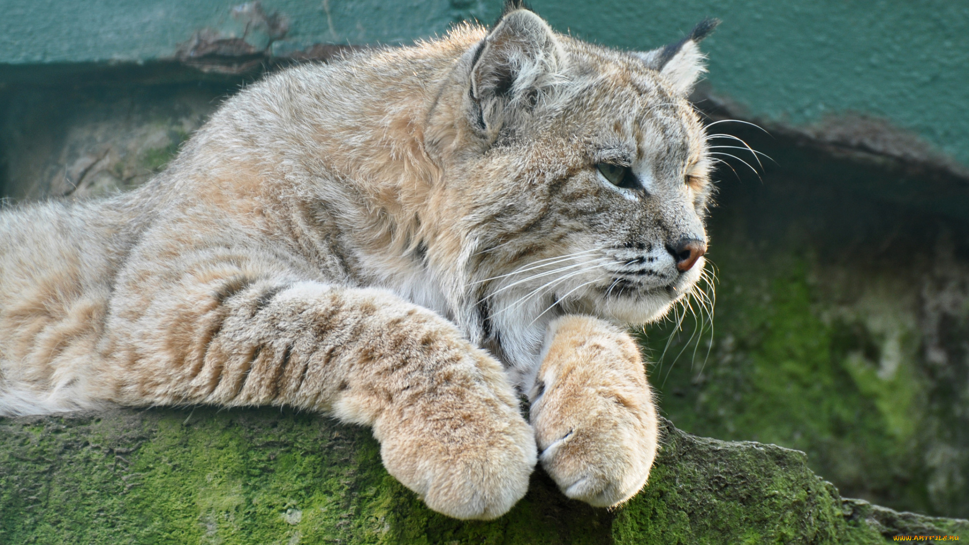 животные, рыси, взгляд, камень, кошка, рысь