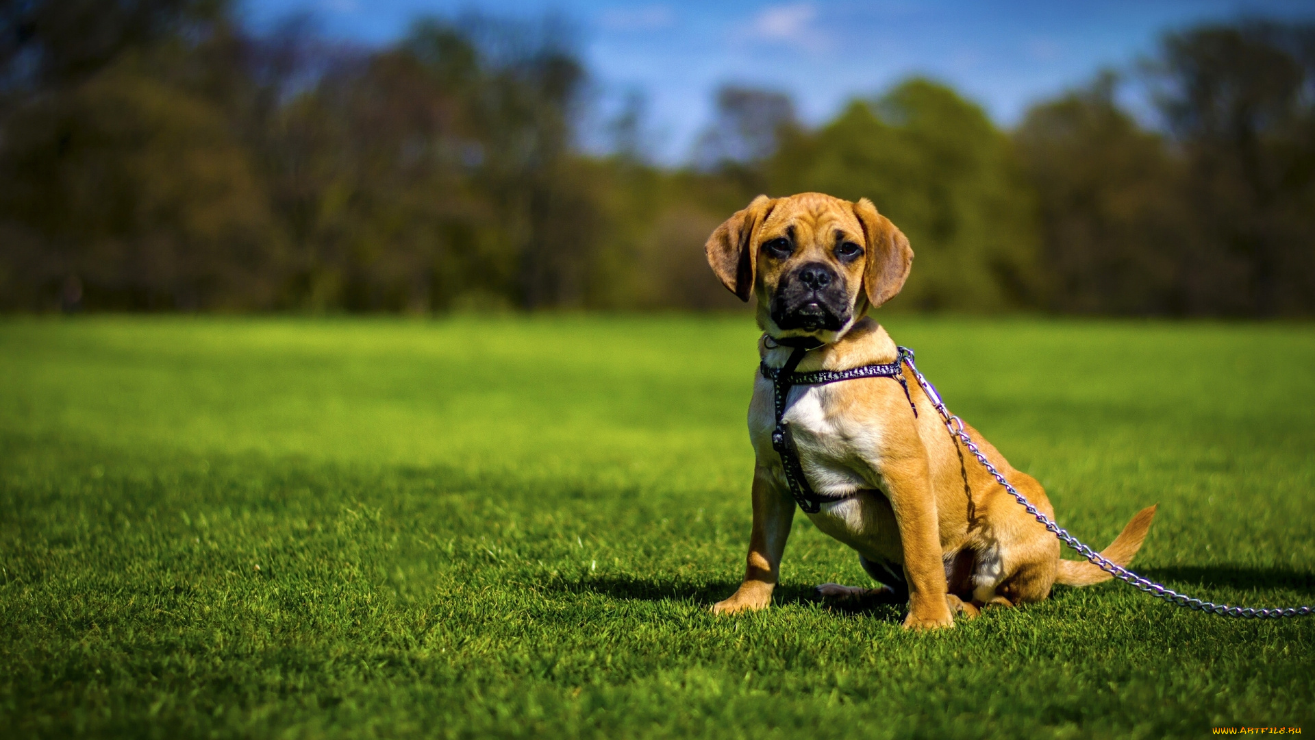 животные, собаки, цепь, пагль, собака, лужайка