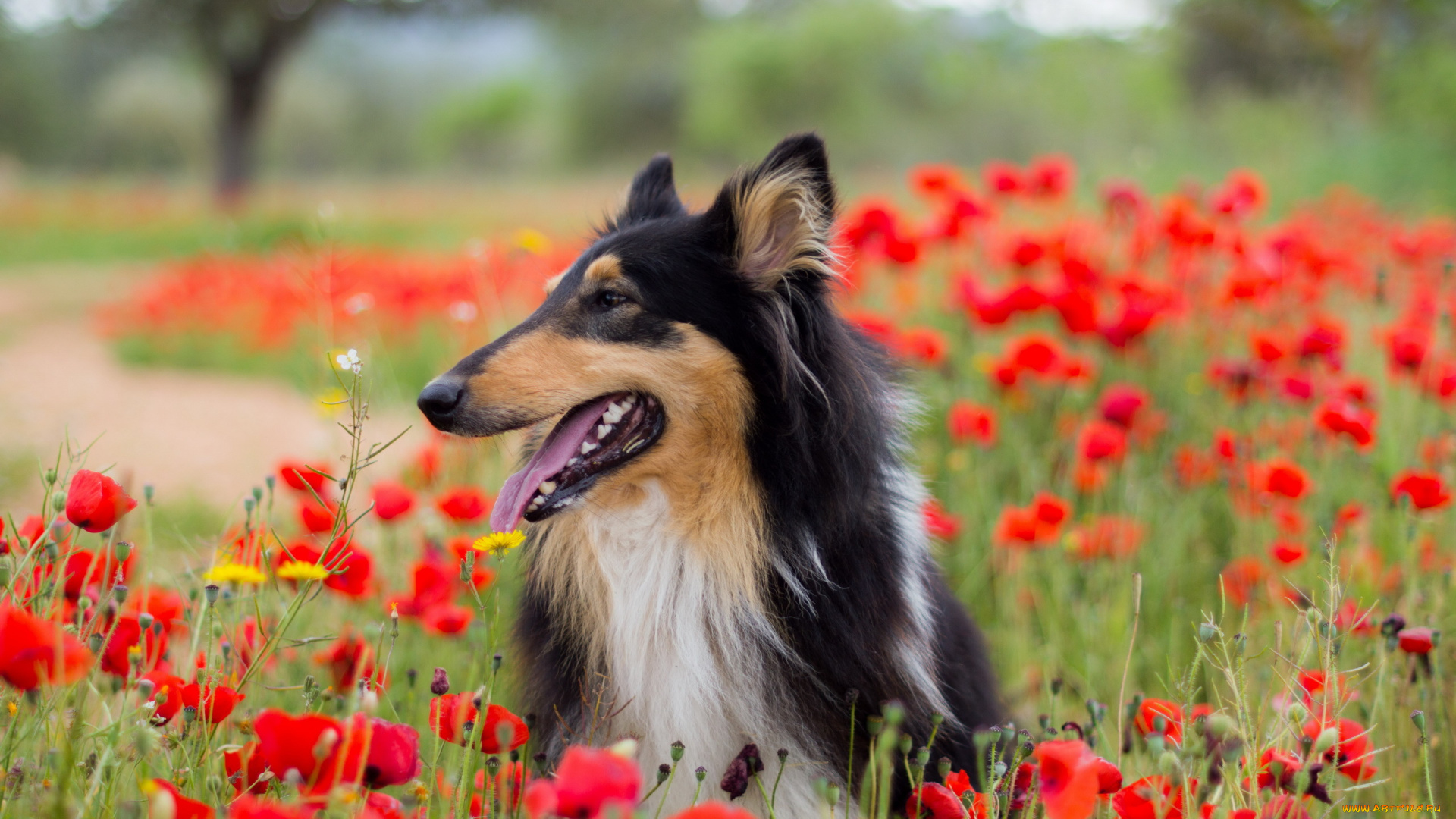 животные, собаки, маки, друг, взгляд, собака