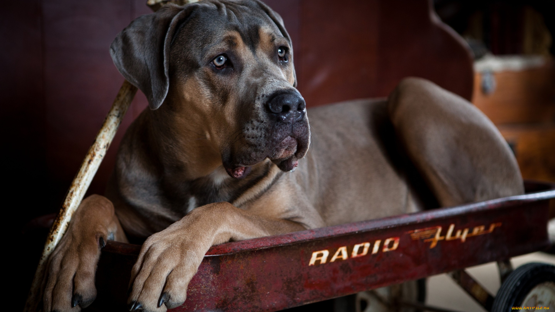 животные, собаки, тележка, пёс, кане-корсо, собака