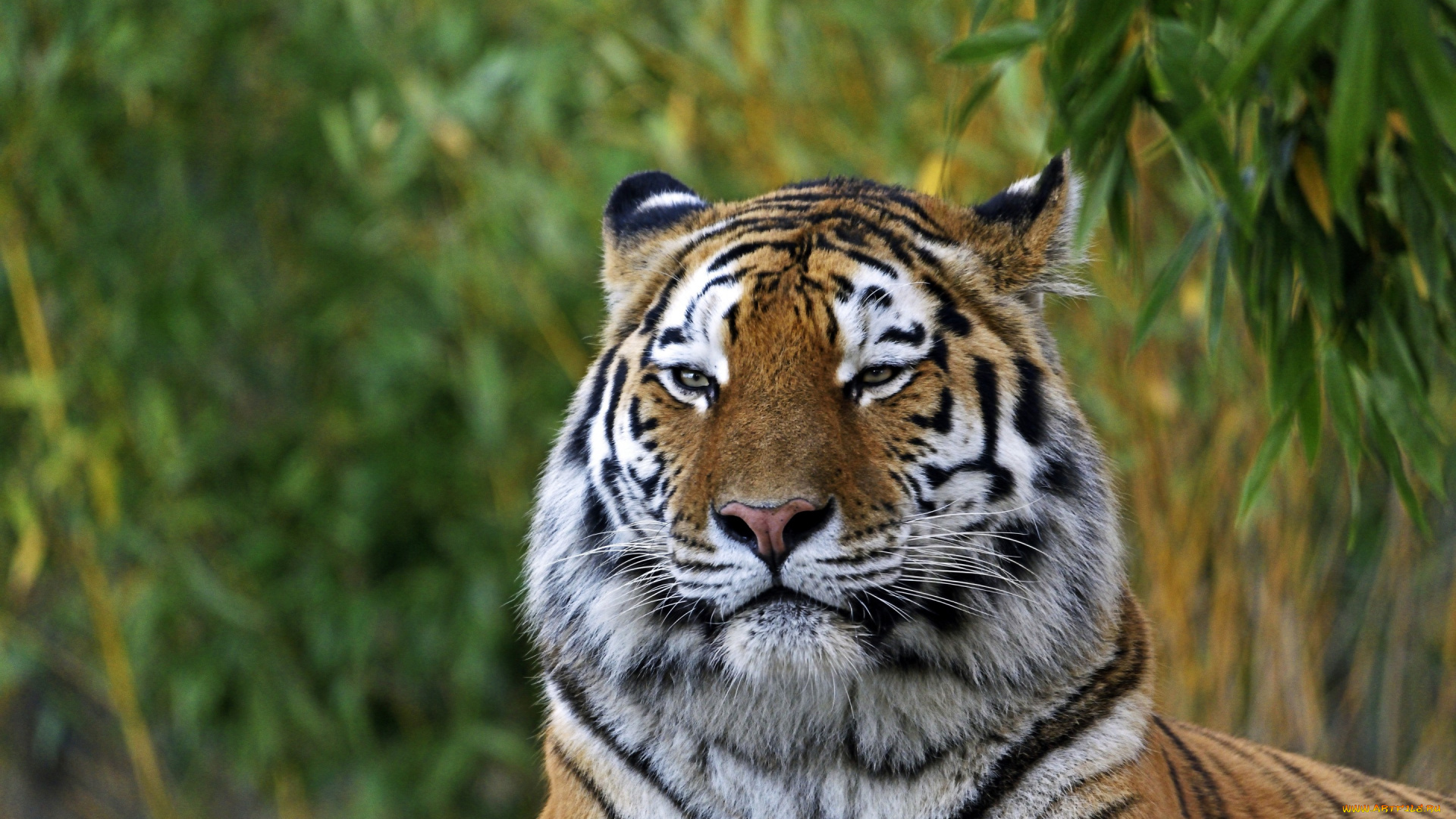 животные, тигры, морда, кошка, тигр, амурский