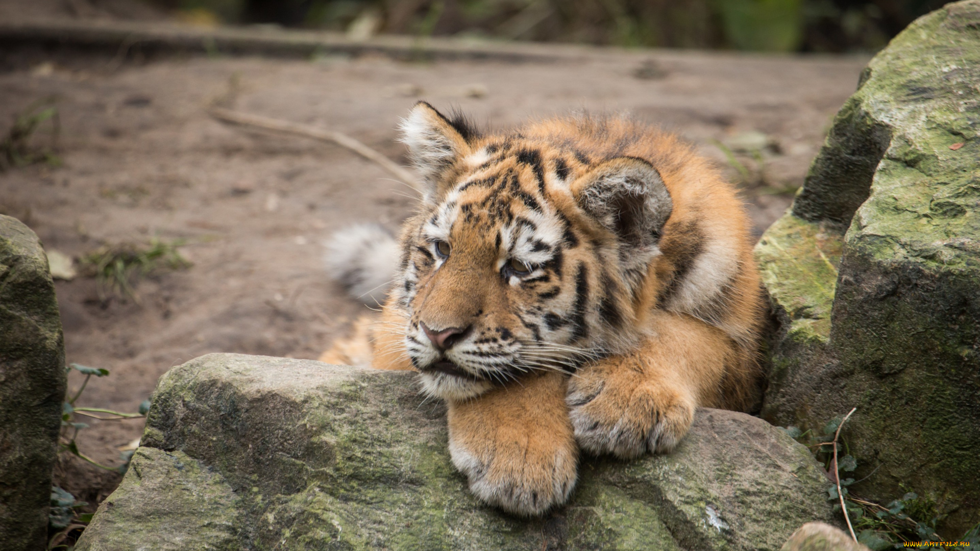 животные, тигры, тигр, амурский, камень, отдых, тигрёнок, котёнок, кошка