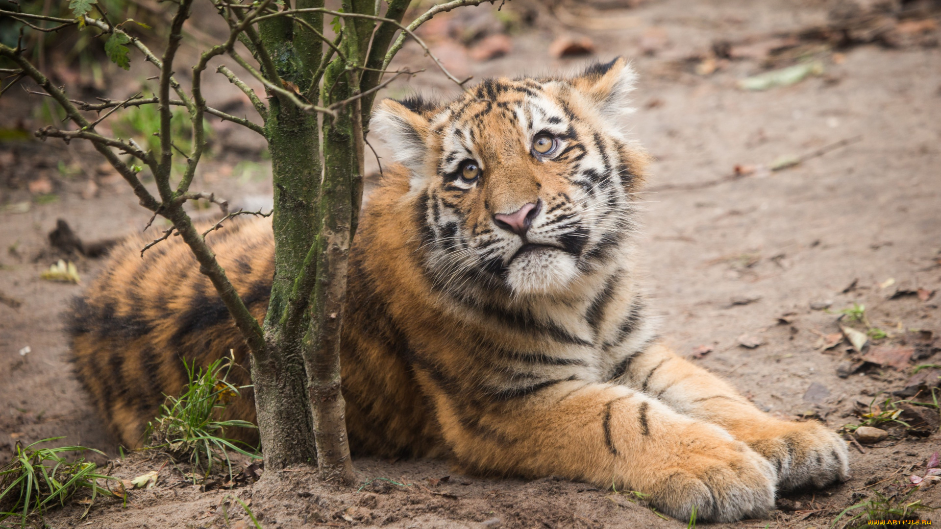 животные, тигры, тигр, амурский, трава, ветки, тигрёнок, котёнок, взгляд, кошка