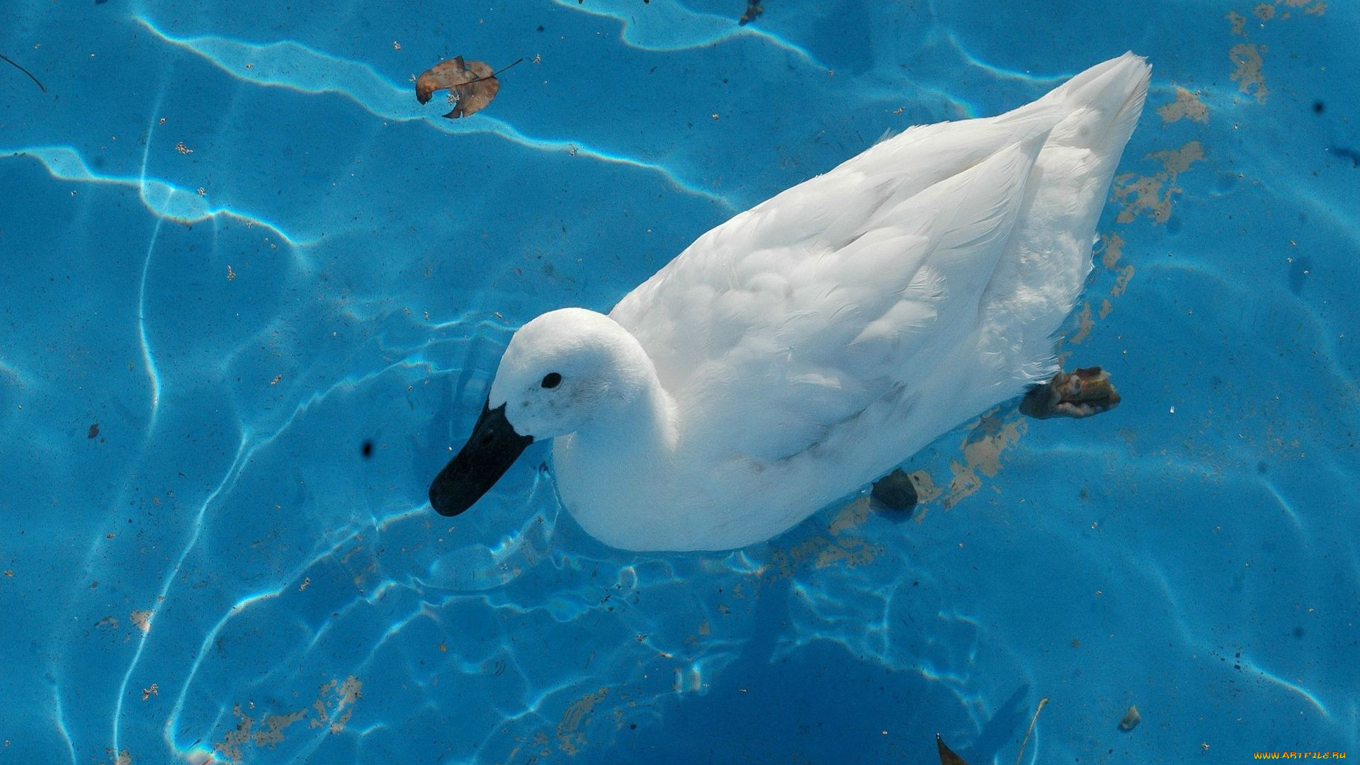 животные, утки, утка, рябь