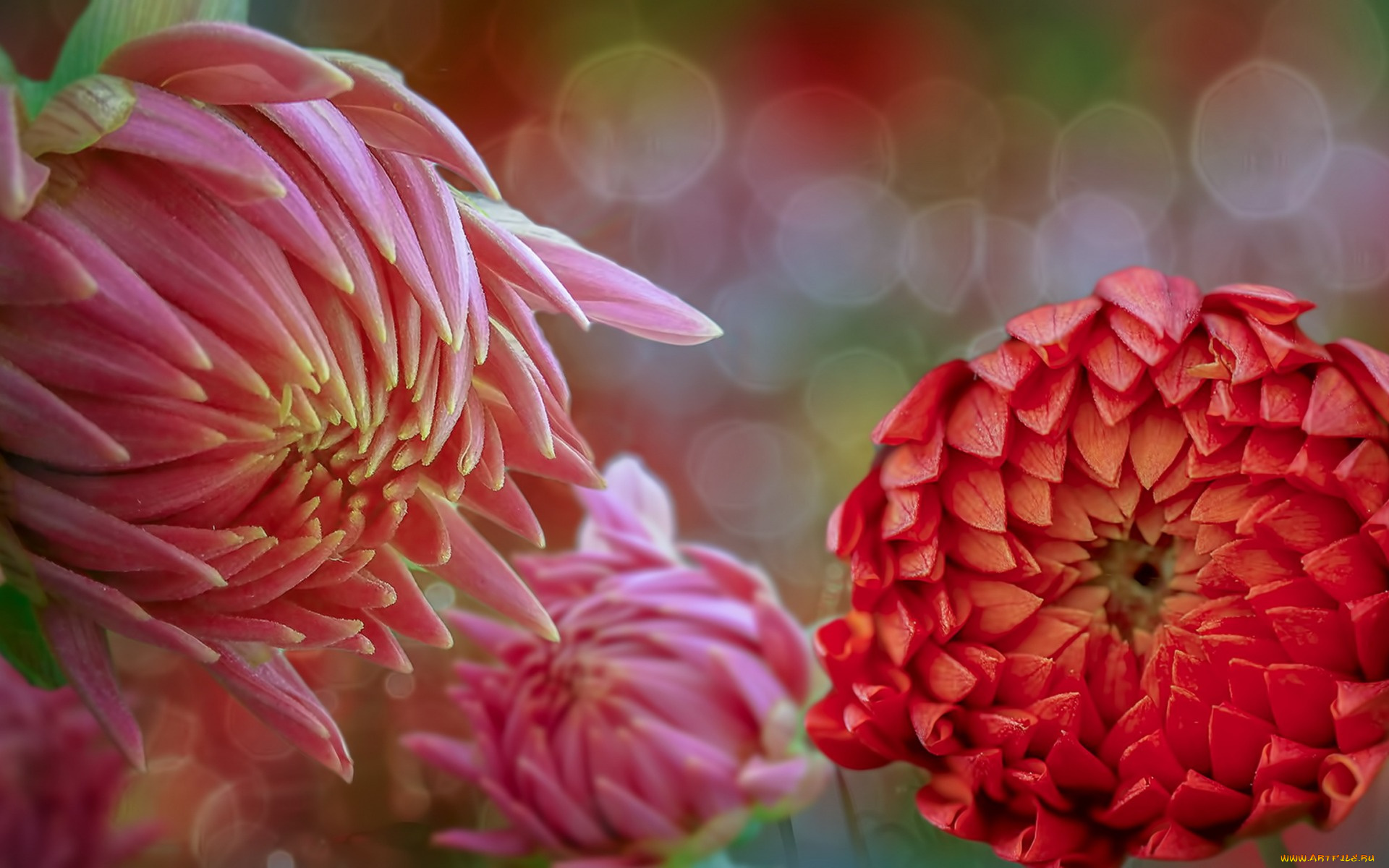 цветы, хризантемы, фон, природа