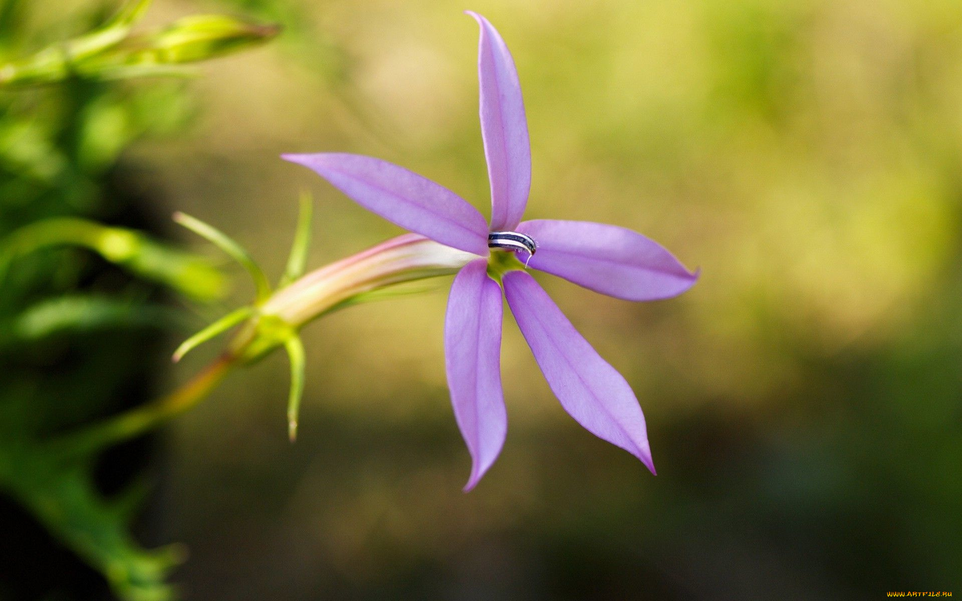 цветы, лепестки