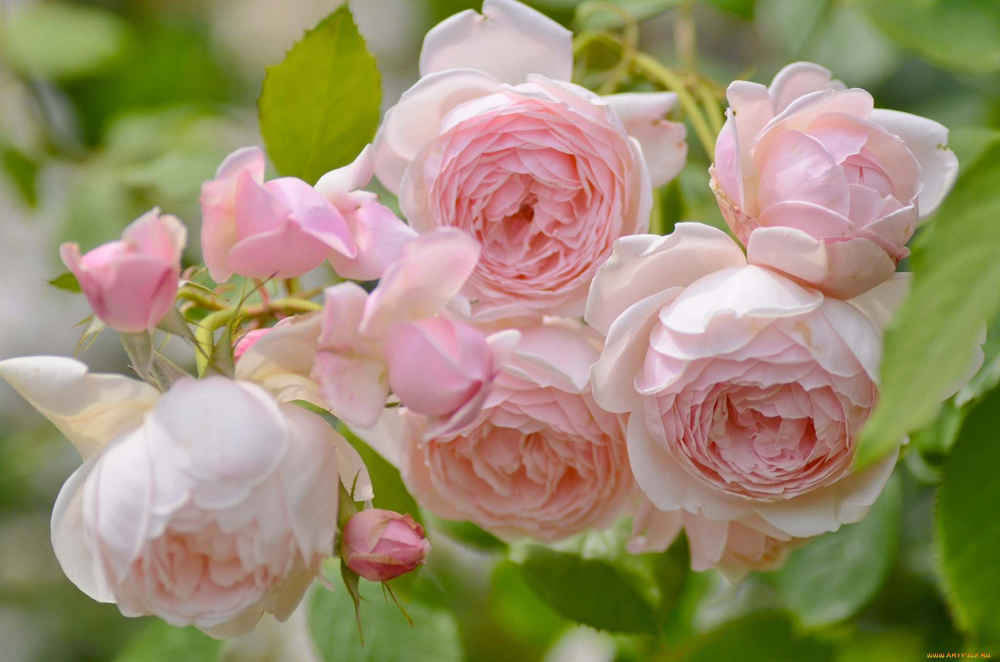 цветы, розы, макро, нежность, бутоны