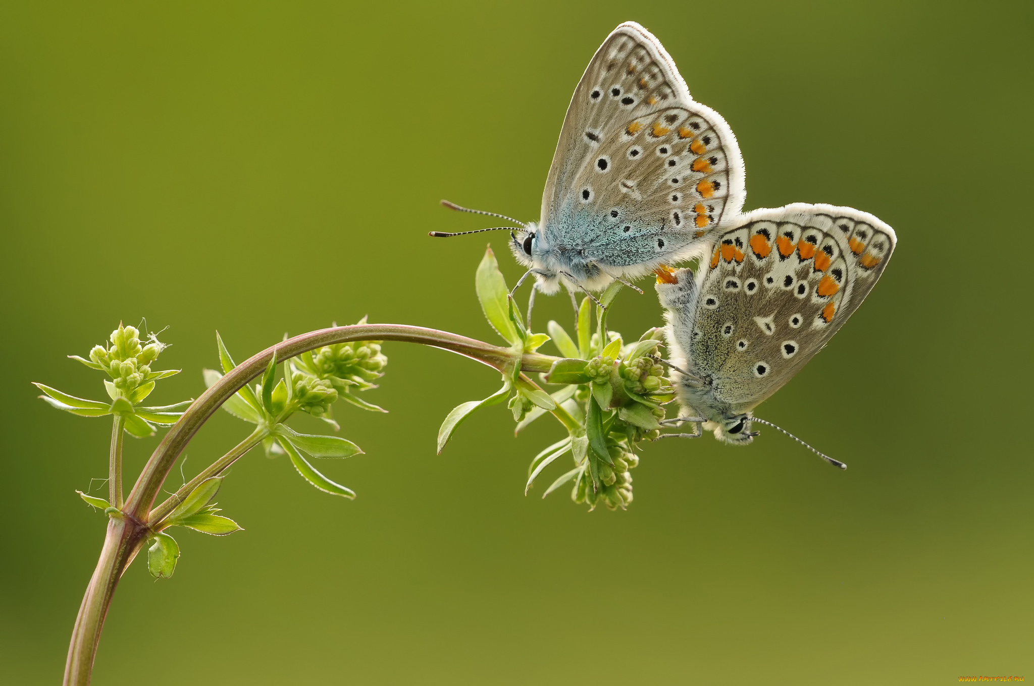 животные, бабочки, , мотыльки, , моли, утро, фон, макро, насекомые, травинка, бабочка