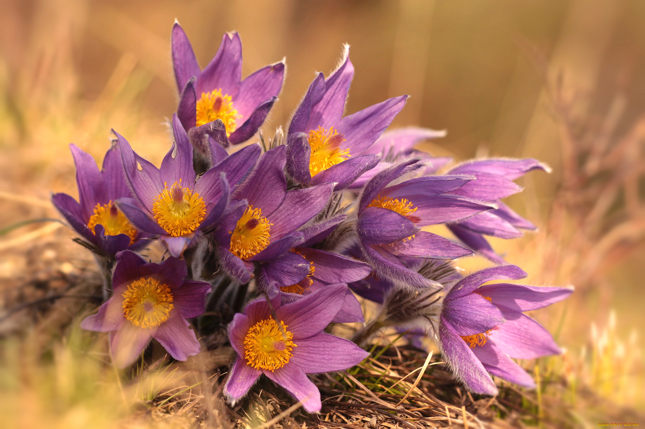 цветы, анемоны, , сон-трава, сон-трава, макро, весна