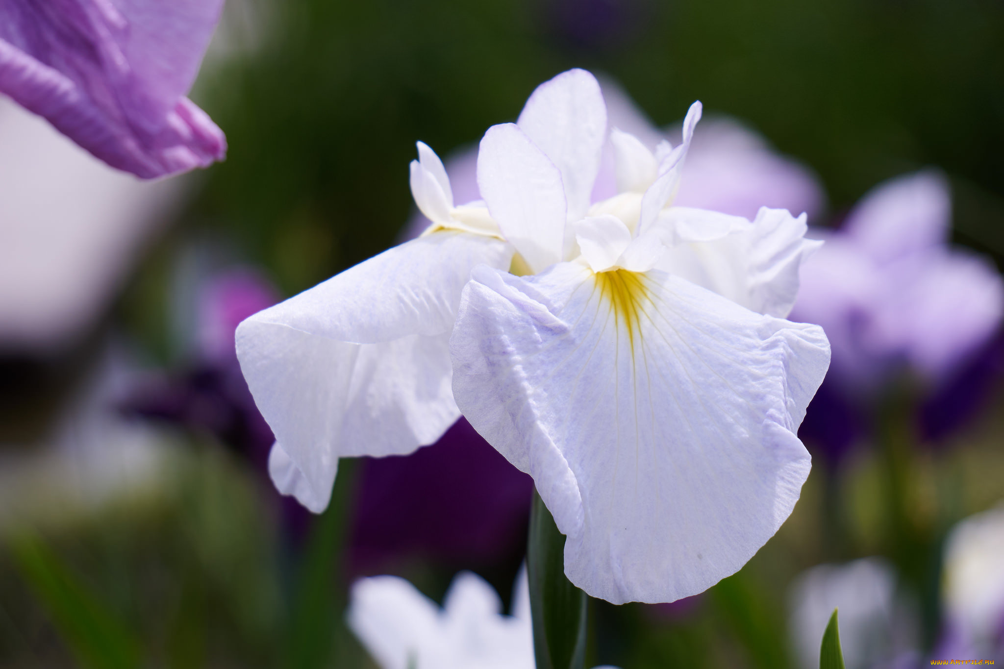 цветы, ирисы, макро, цветок, лепестки, нежность, ирис