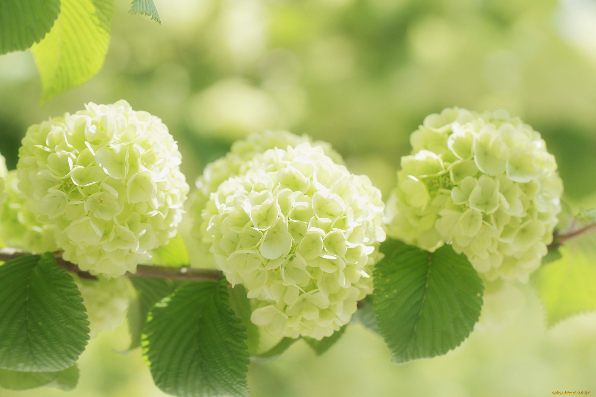 цветы, калина, , бульдонеж, калина, бульденеж, белые, шары, ветка, соцветия, макро