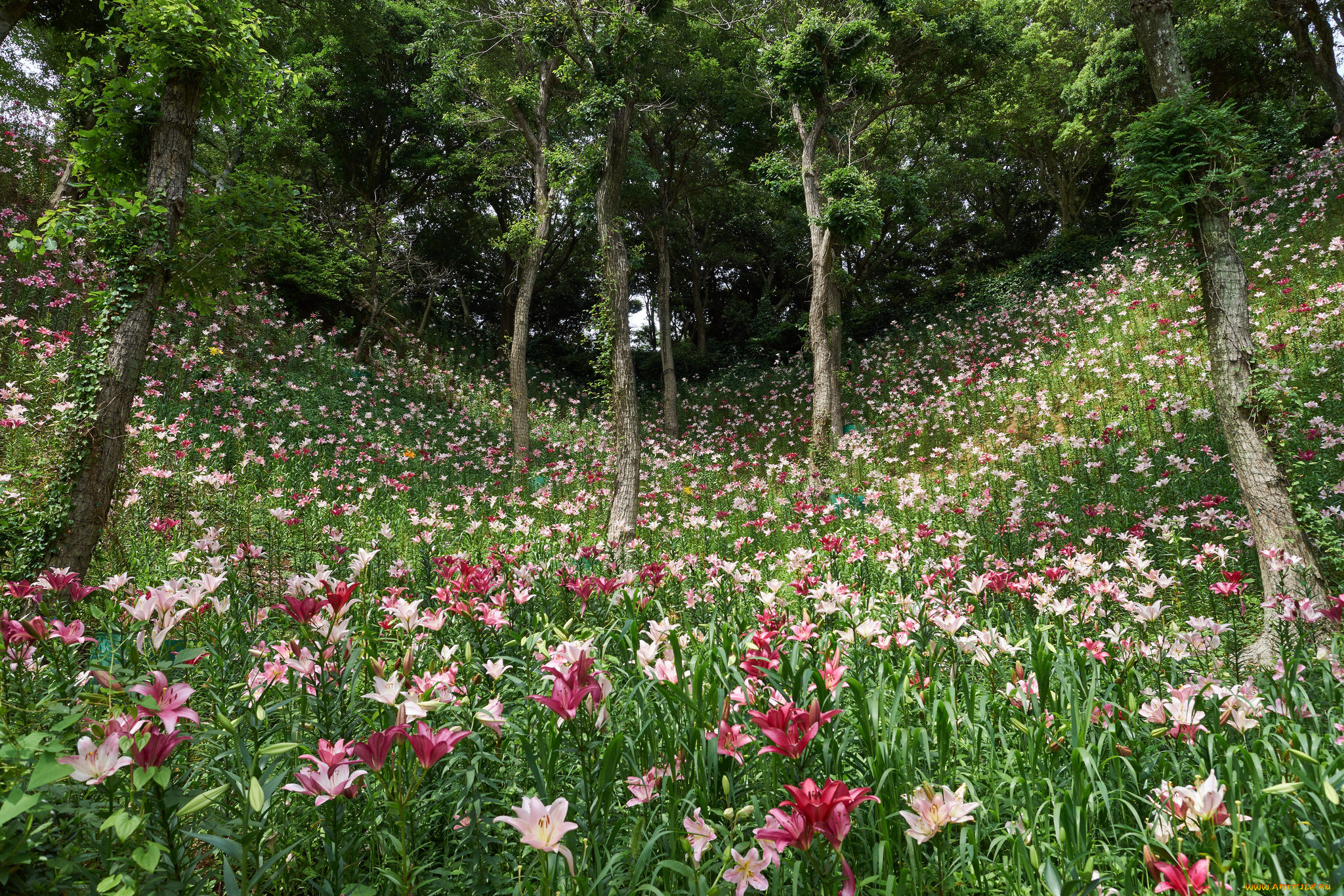 цветы, лилии, , лилейники, деревья, лес