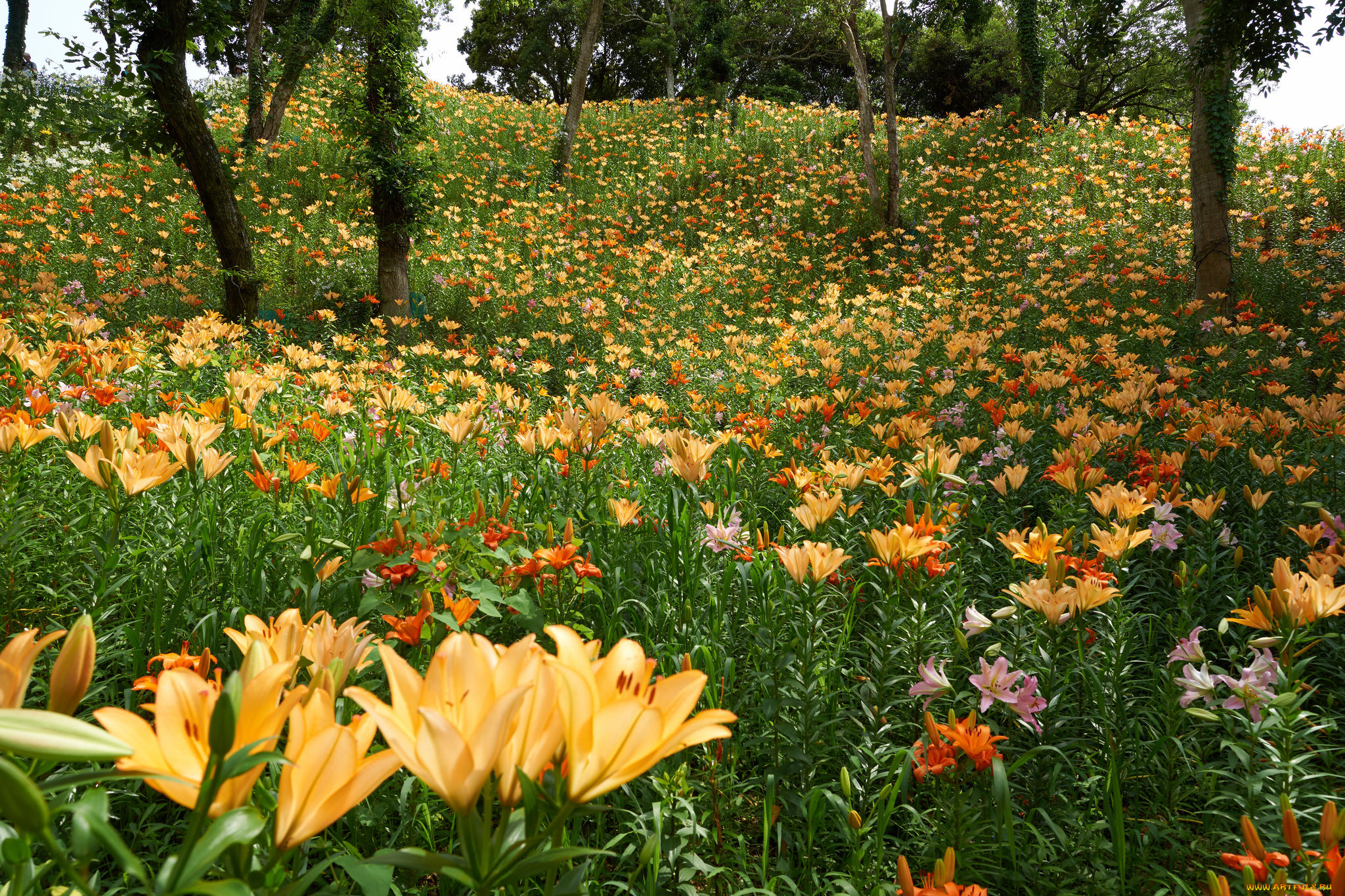 цветы, лилии, , лилейники, лес, деревья