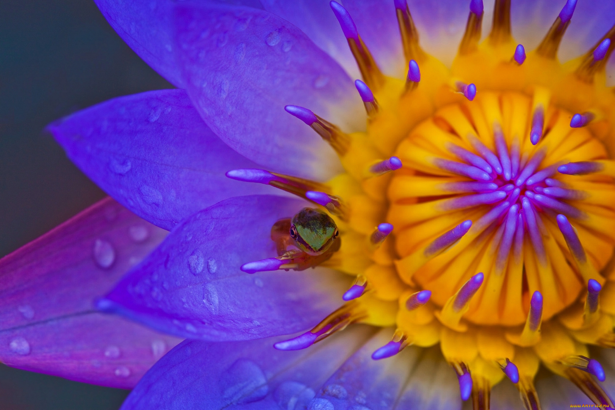 цветы, лилии, водяные, , нимфеи, , кувшинки, макро, лепестки, кувшинка, лягушонок, лягушка, нимфея, водяная, лилия